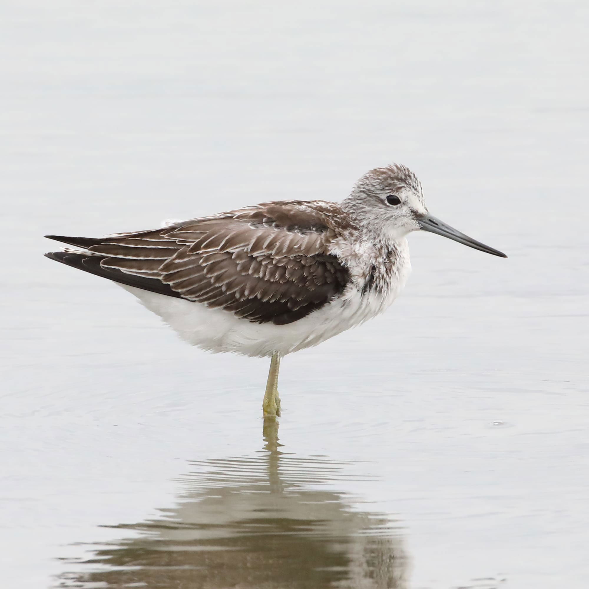 Greenshank