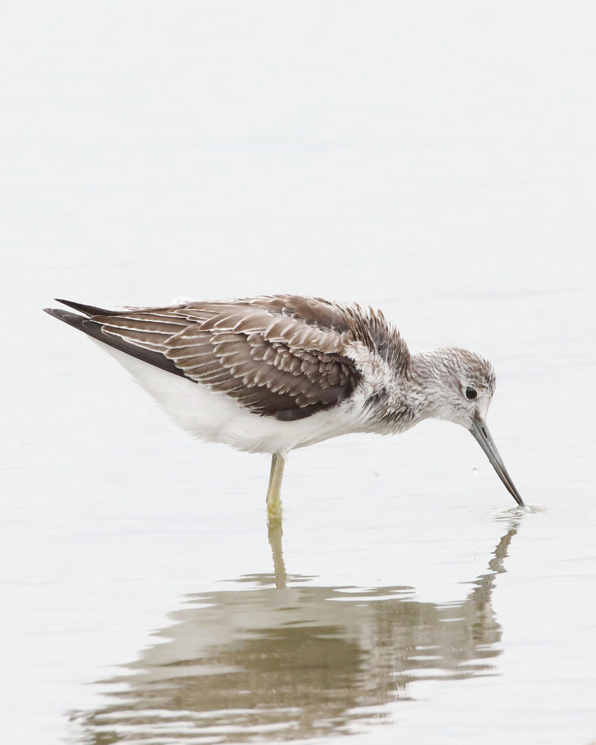 Greenshank