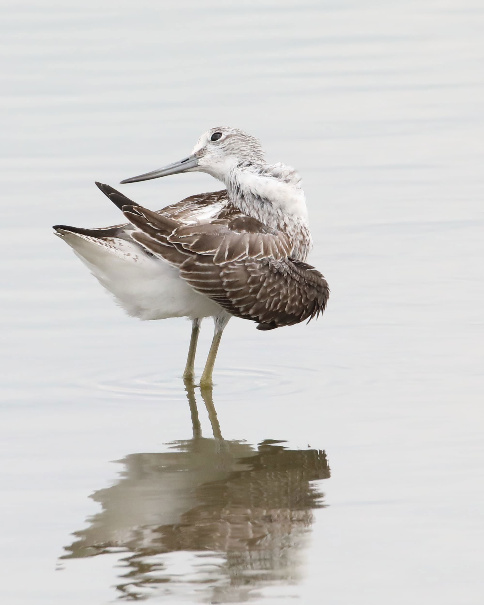 Greenshank