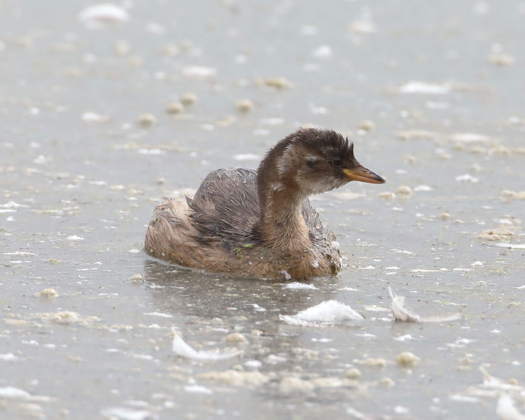 Little Grebe