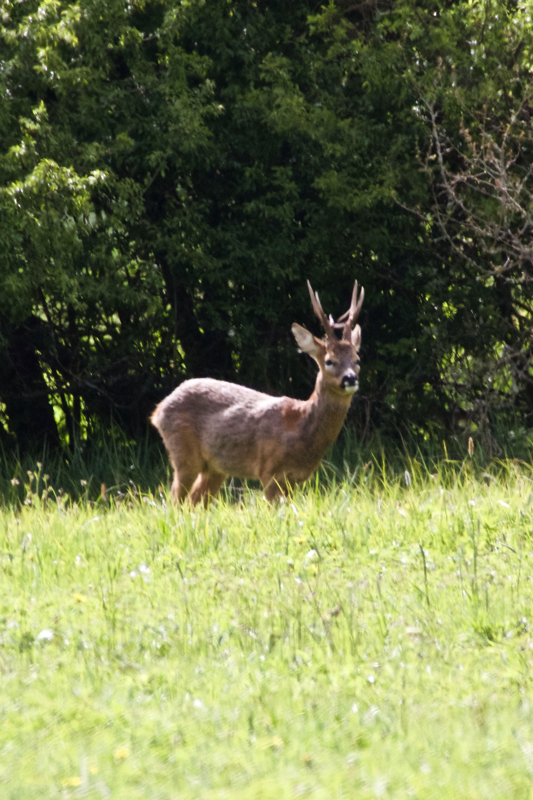 Roe Deer