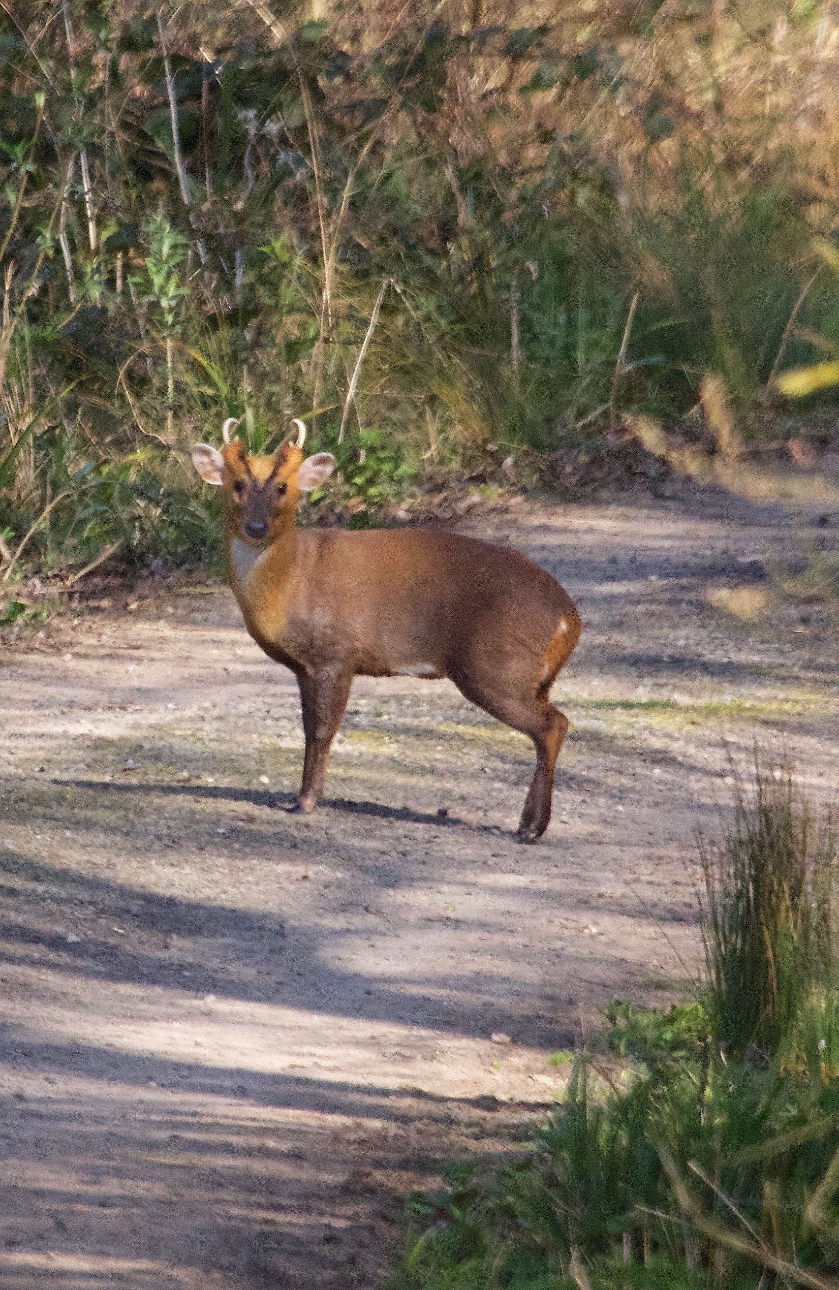 Muntjac Deer