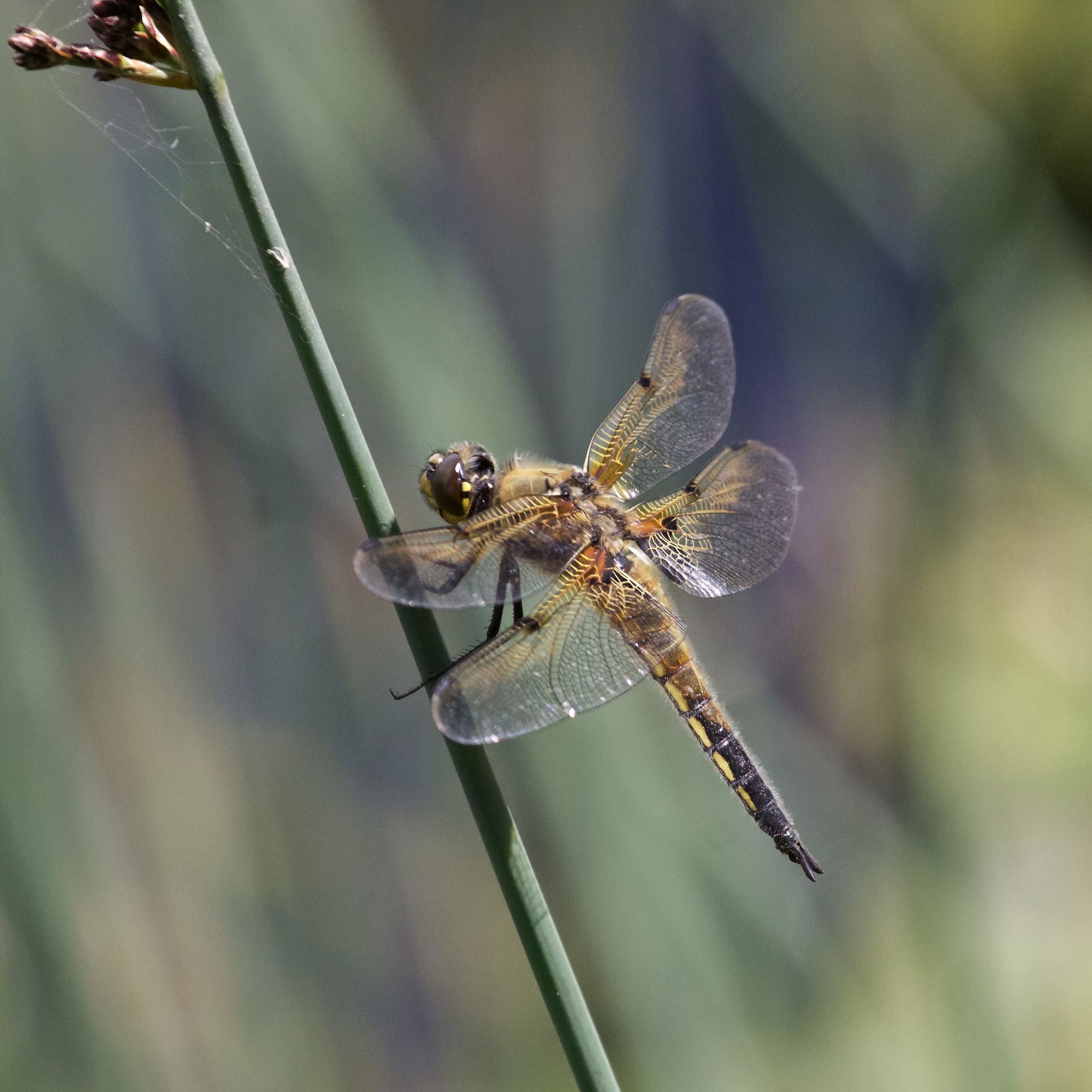 Four-spot Chaser