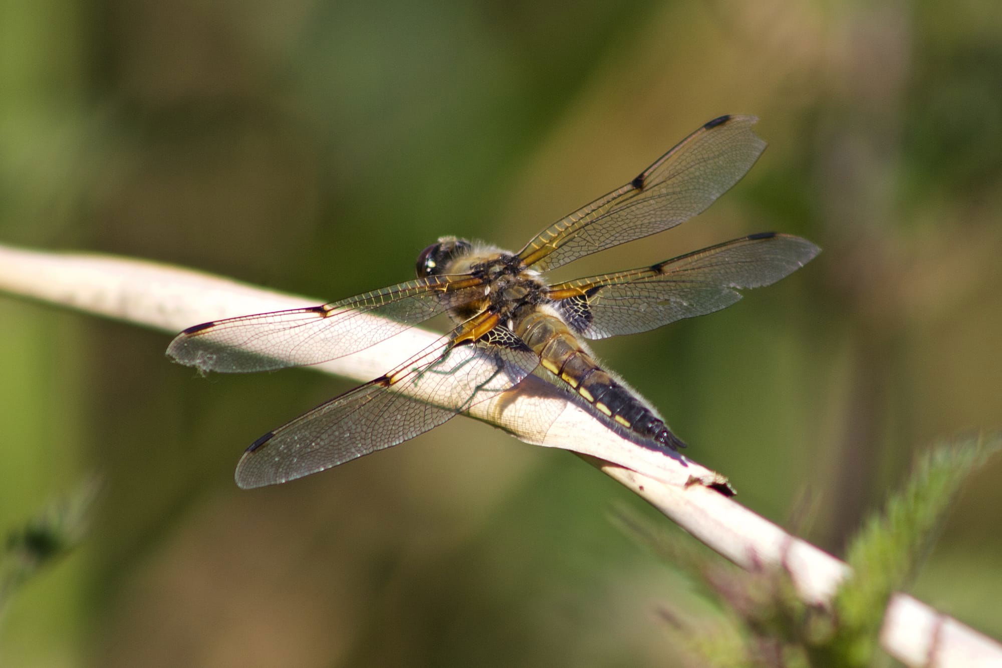 Four-spot Chaser