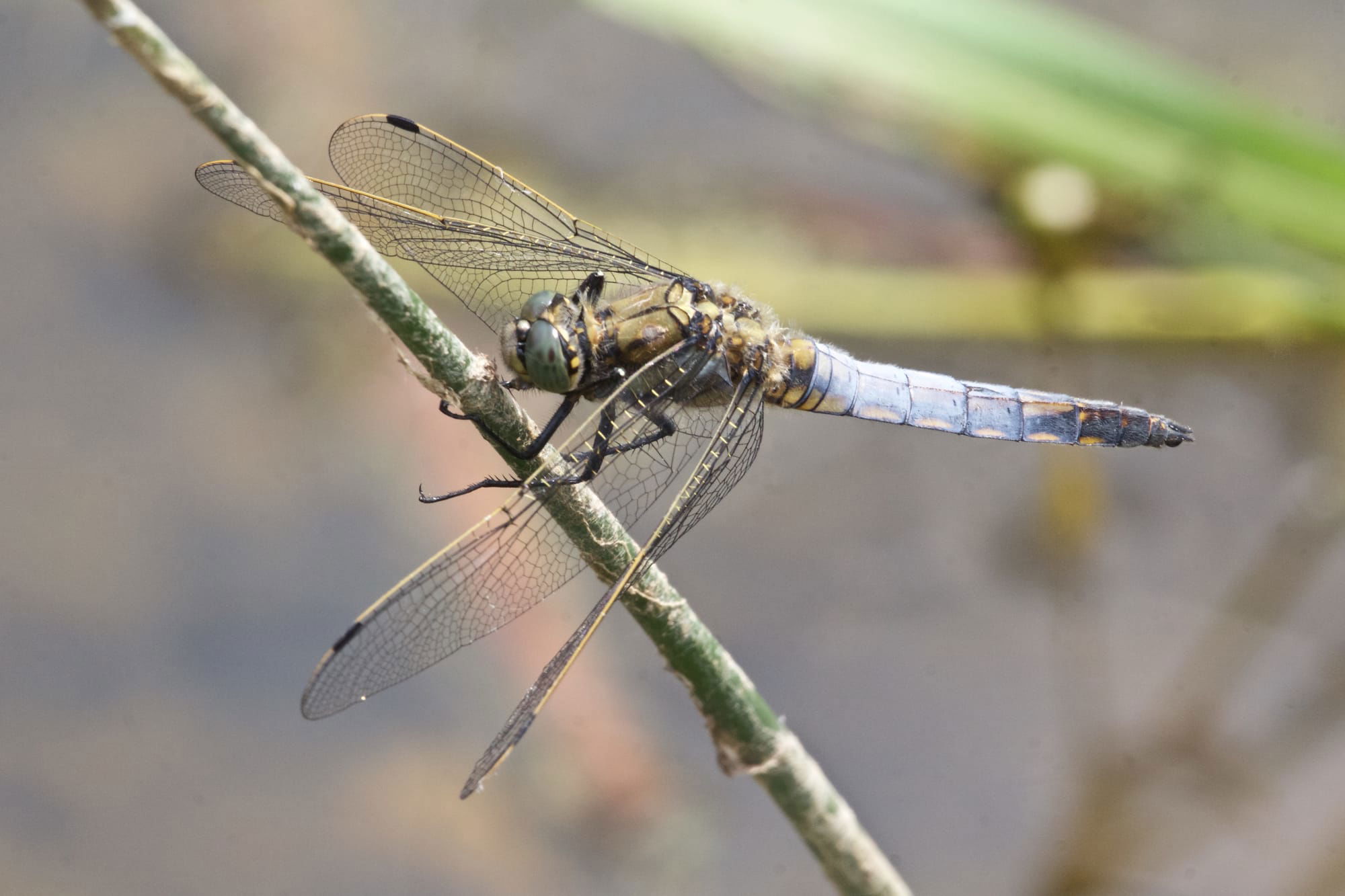 Black-tailed Skimmer