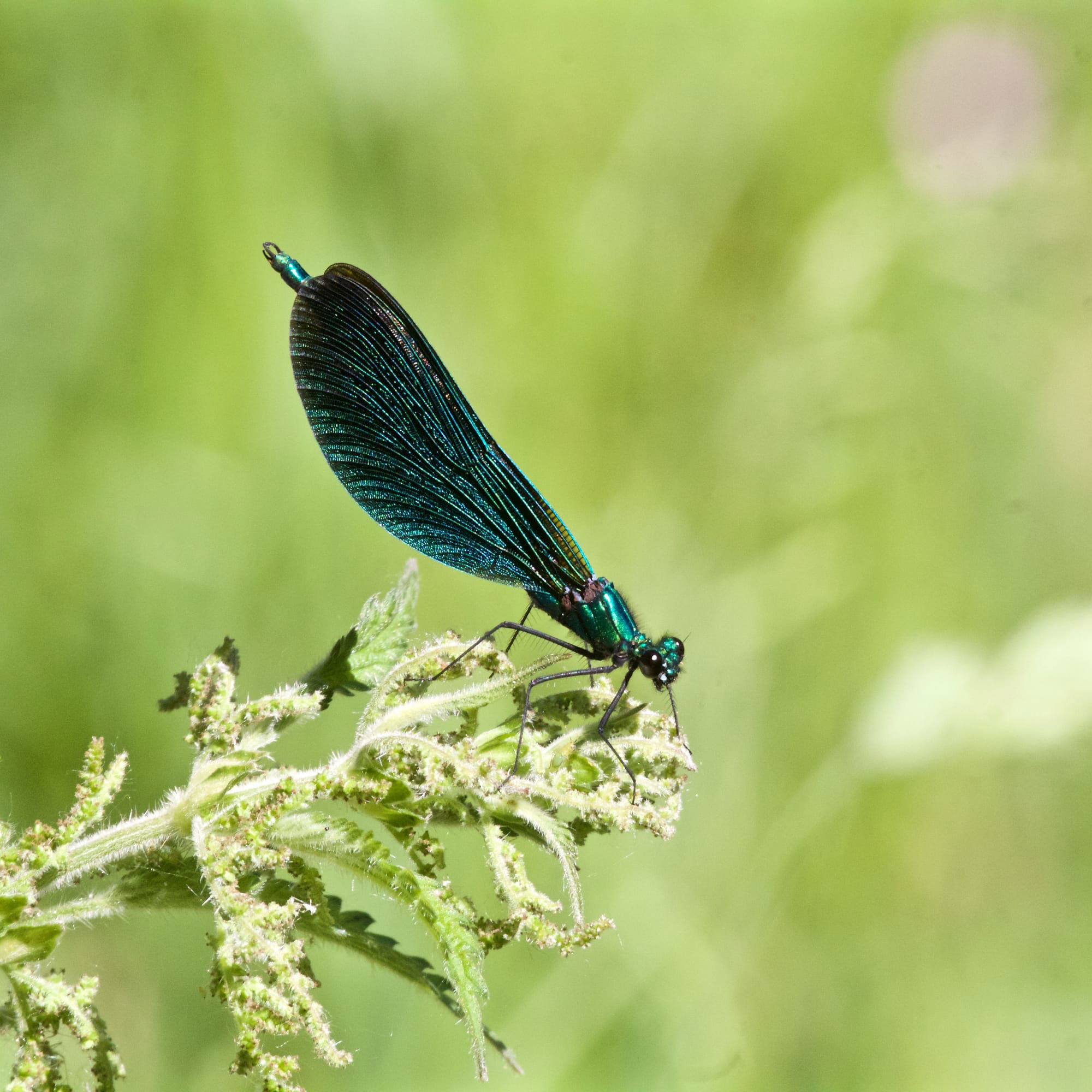 Beautiful Demoiselle