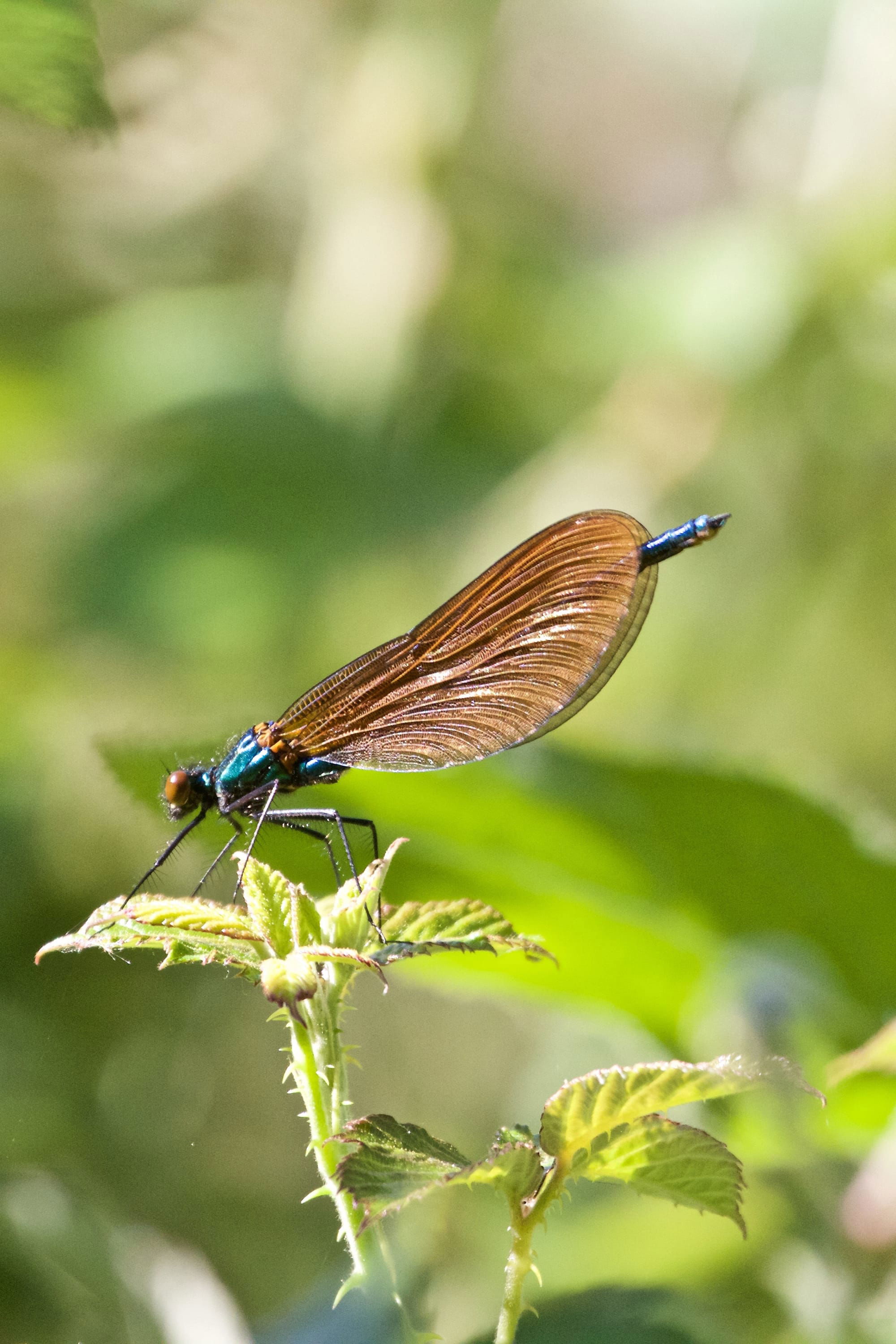 Beautiful Demoiselle