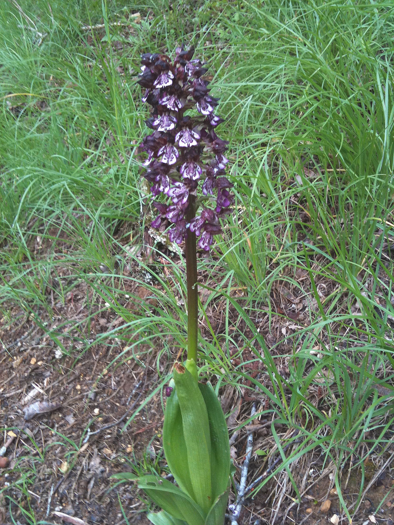 Lady Orchid