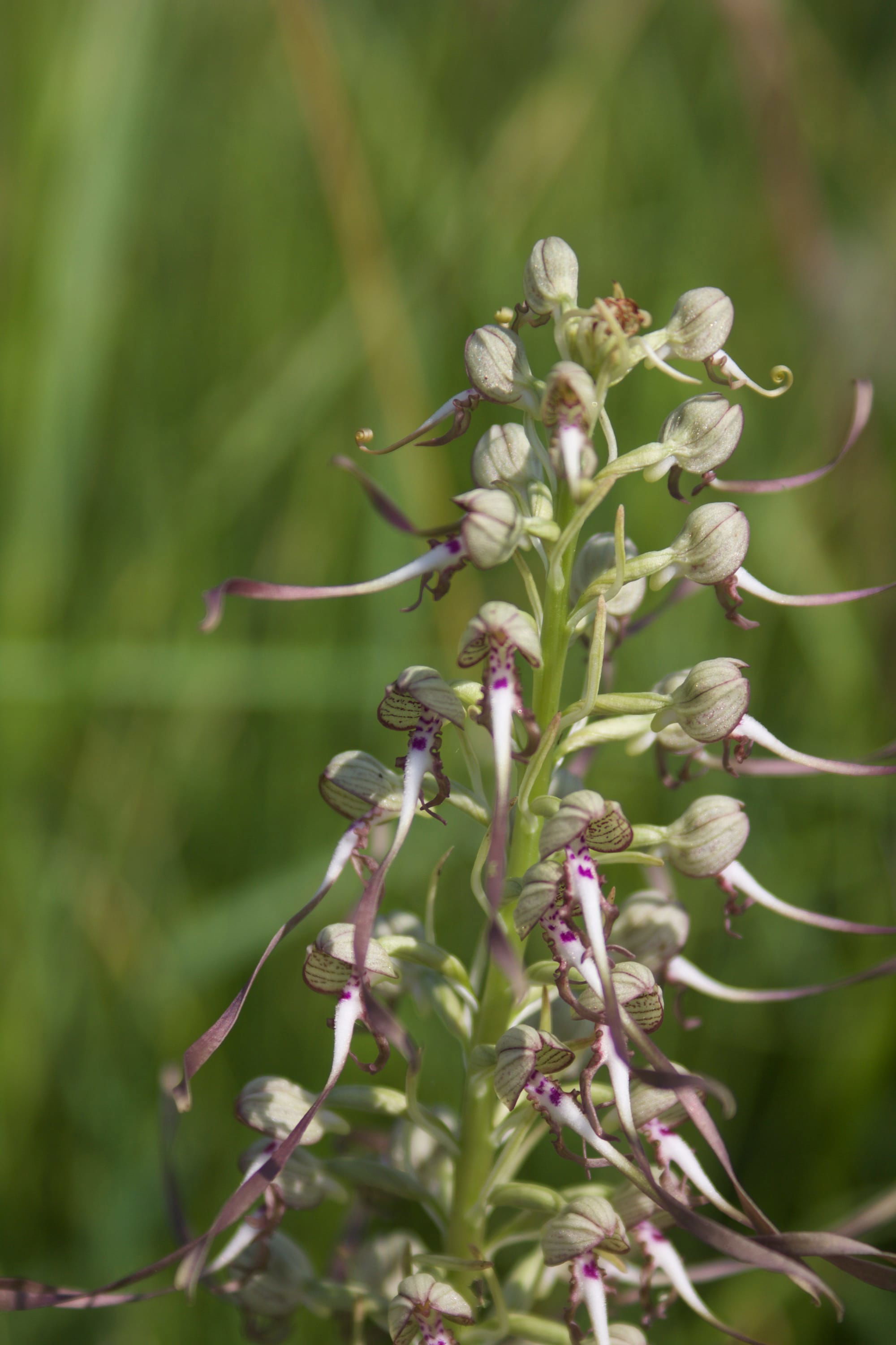 Lizard Orchid