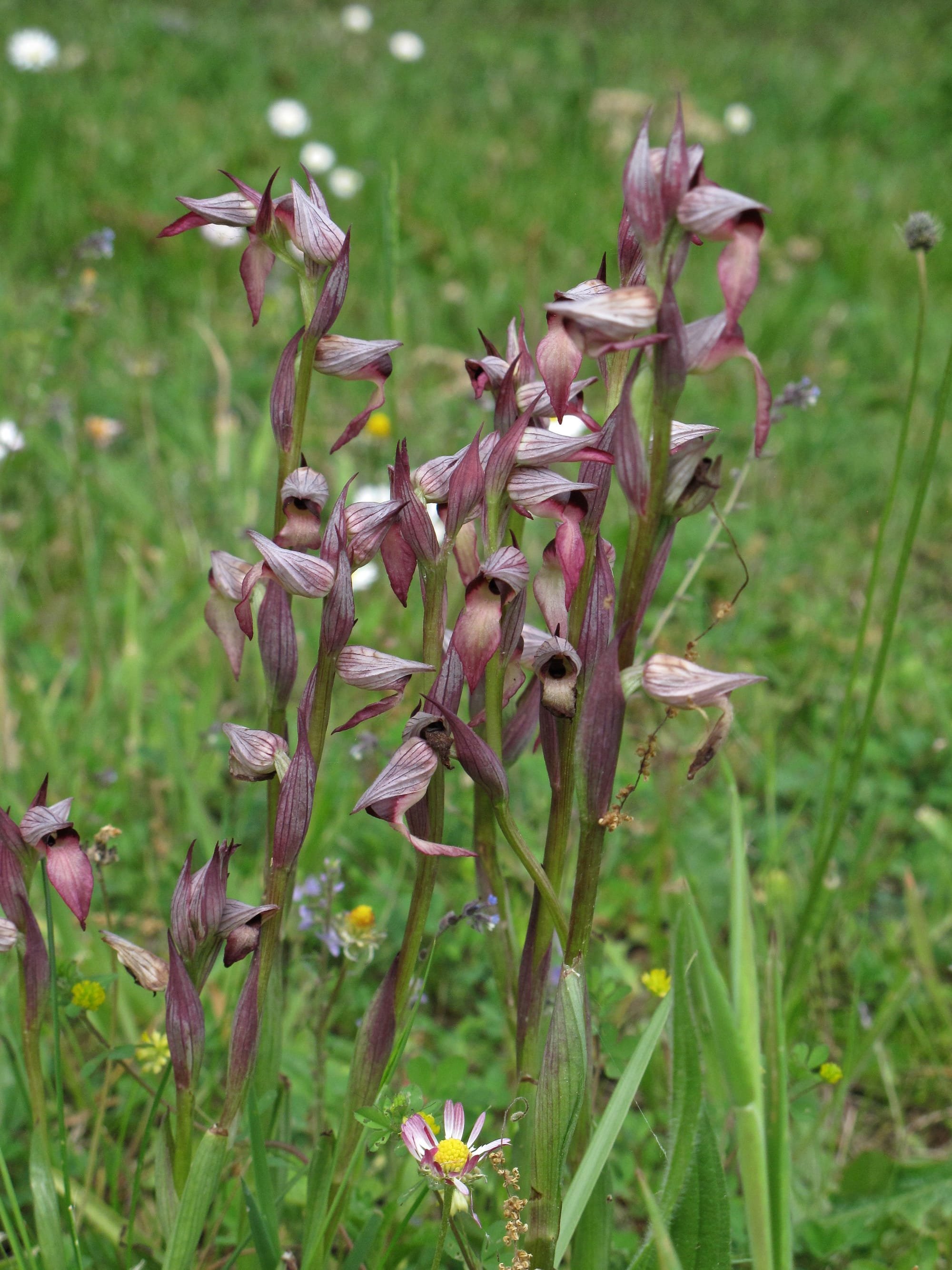 Common Tongue Orchids