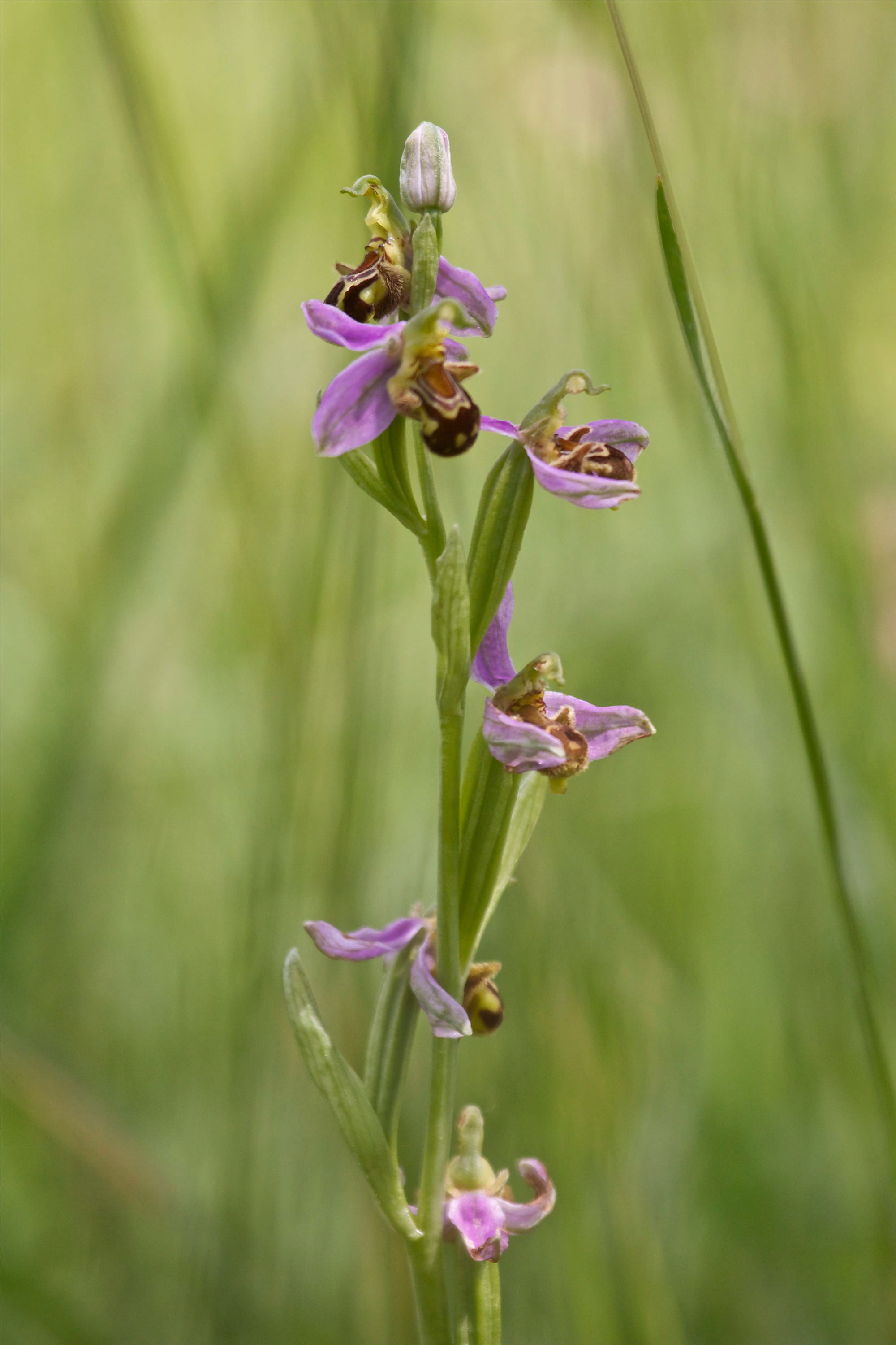 Bee Orchid