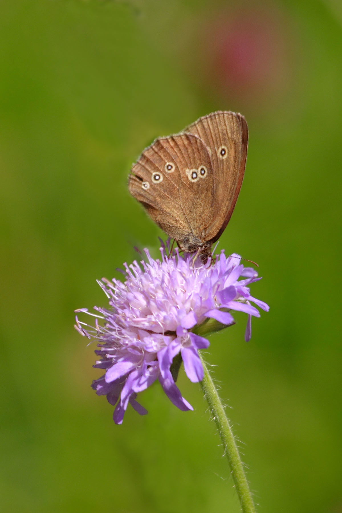 Ringlet