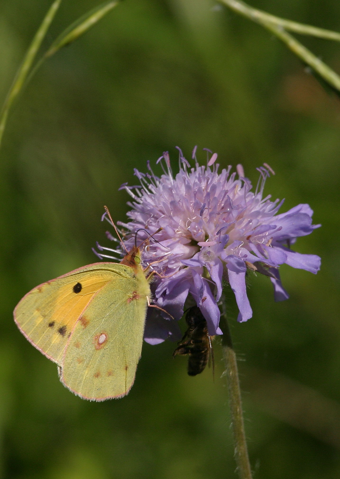 Berger's Clouded Yellow