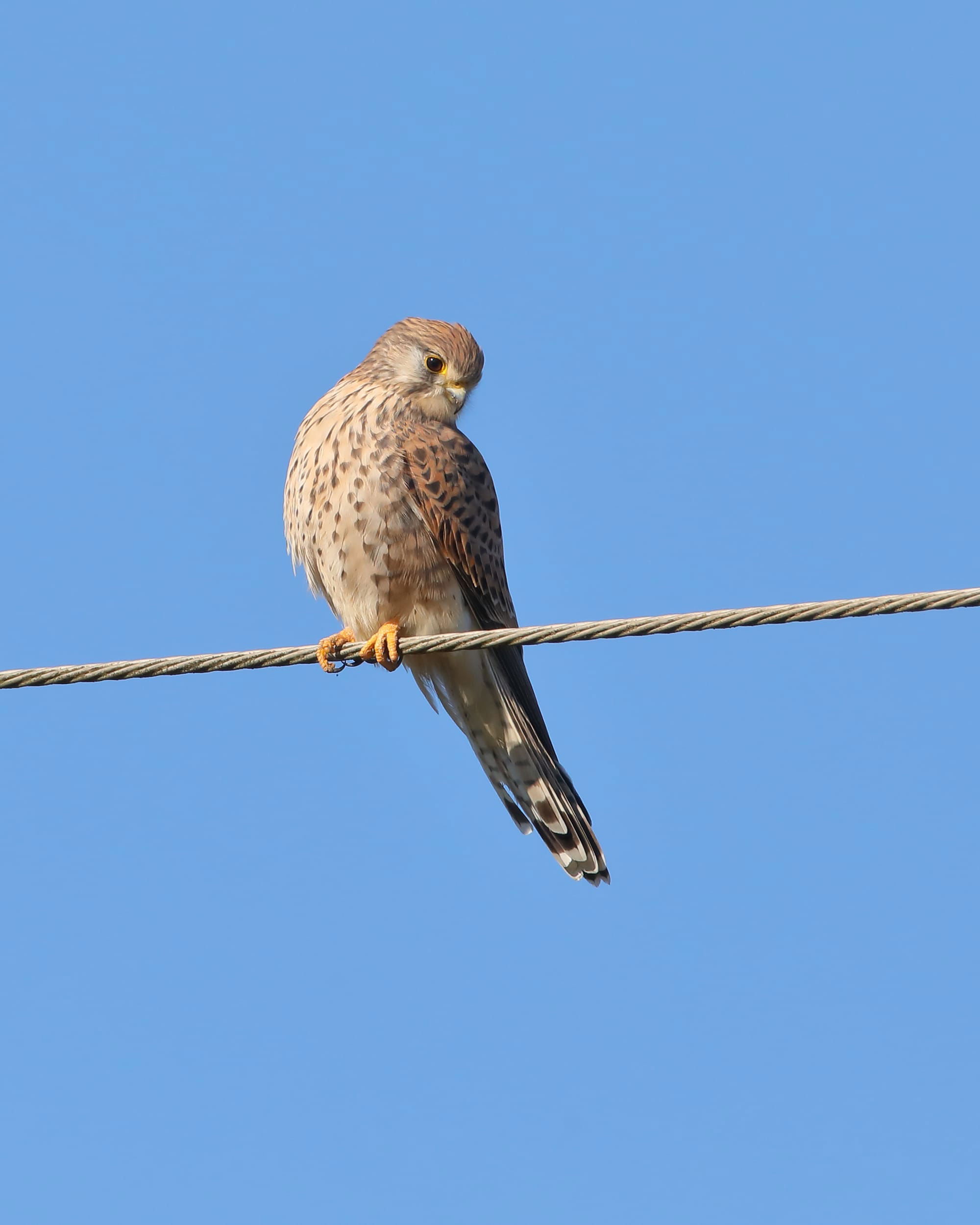 Kestrel