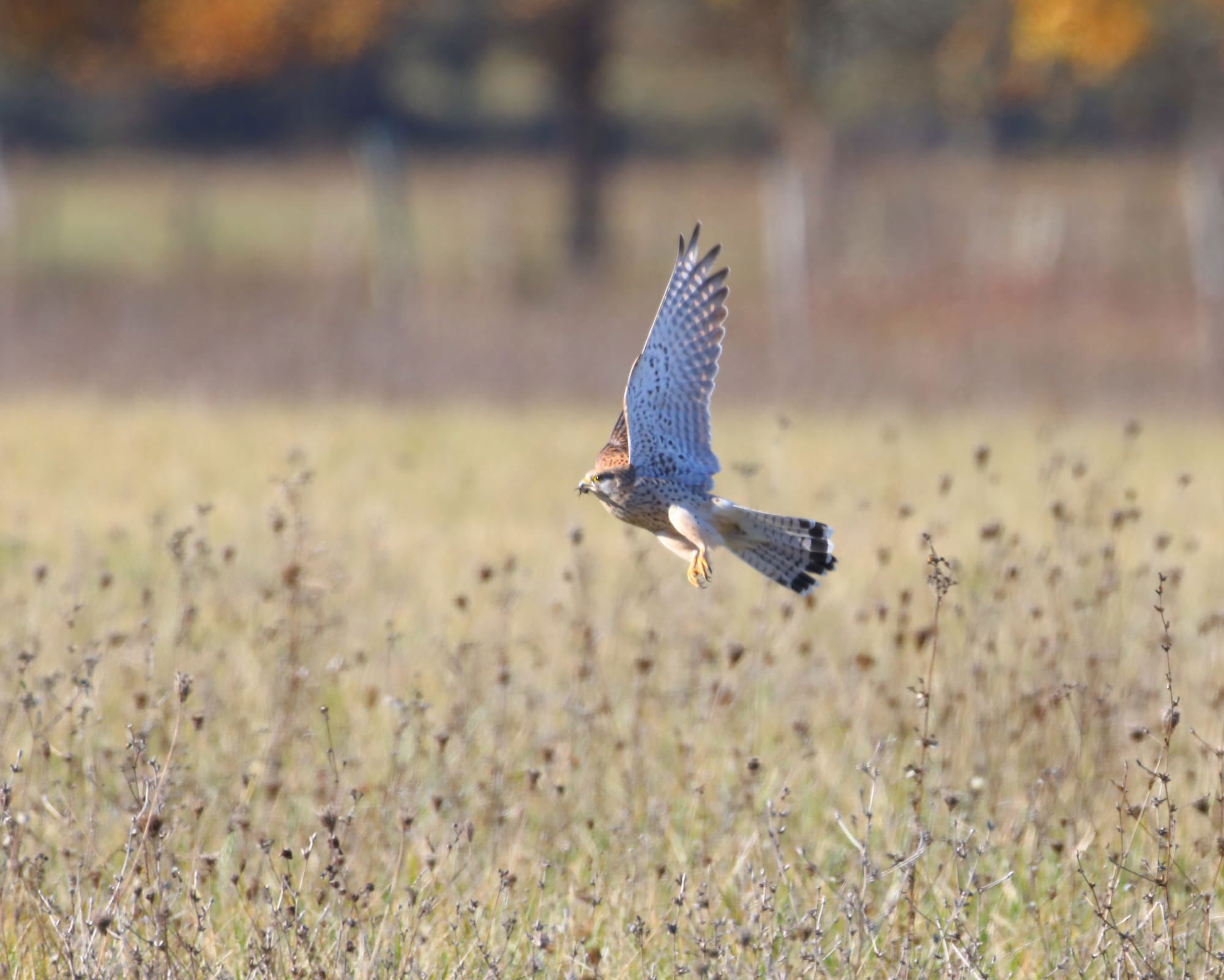 Kestrel