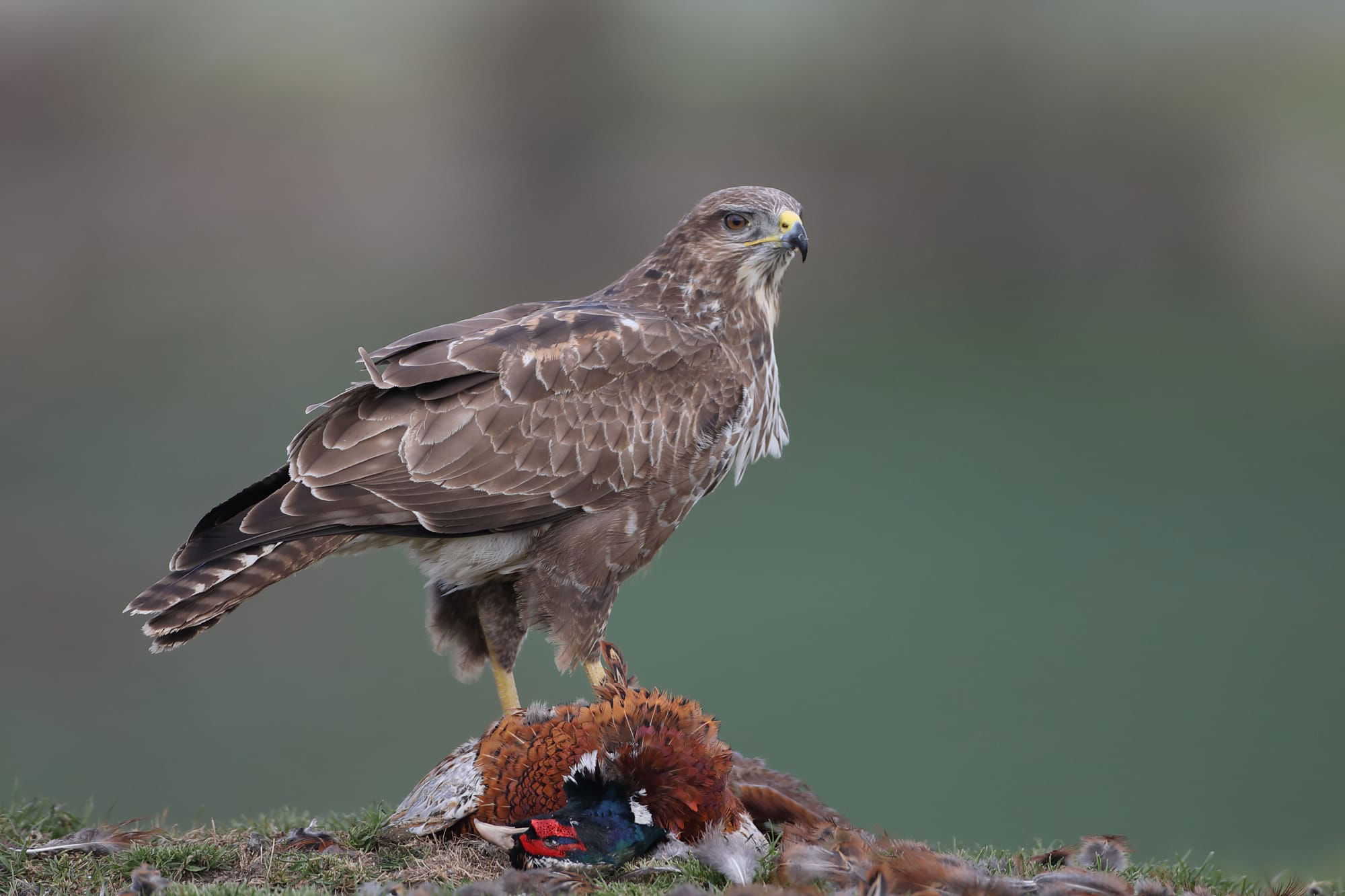 Buzzard