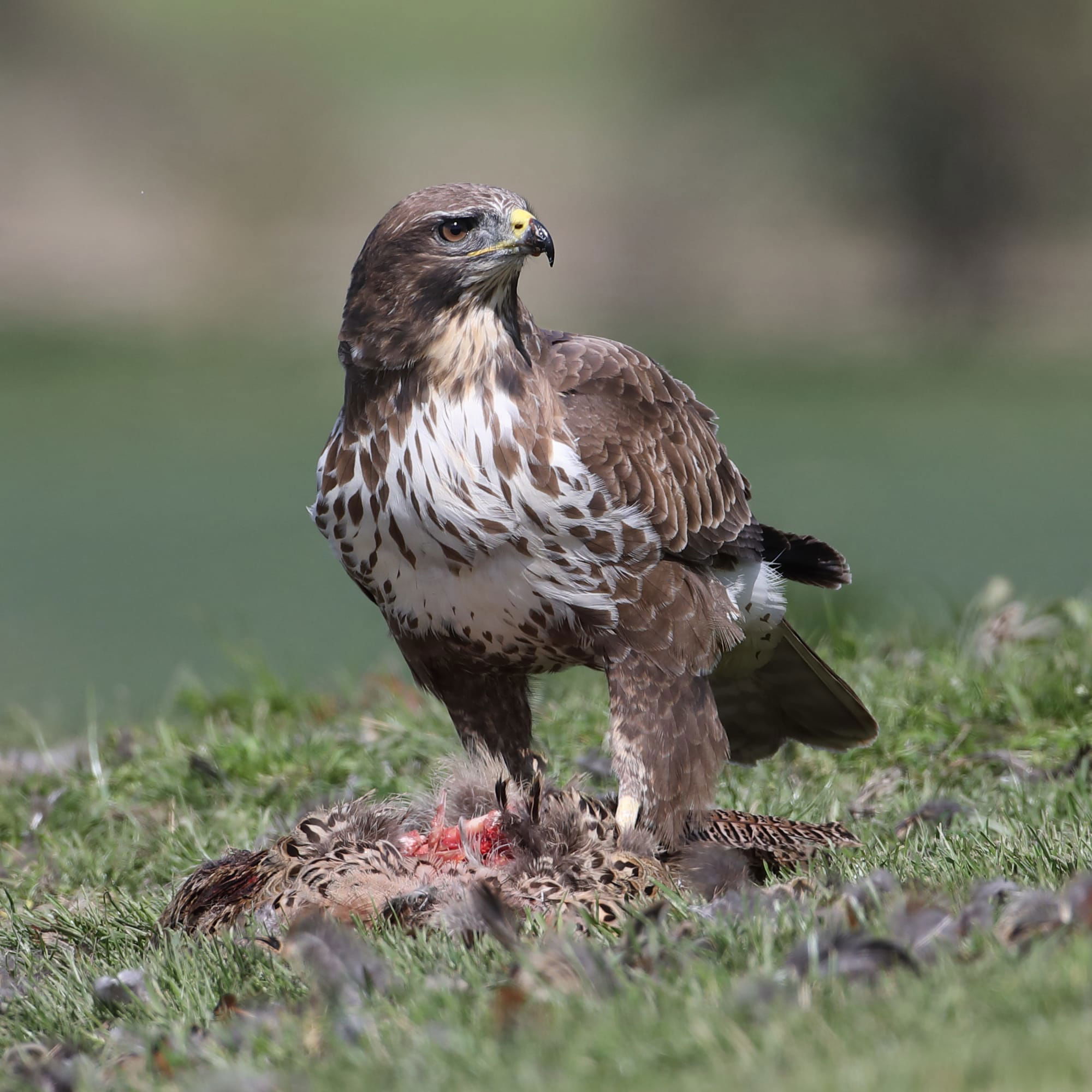 Buzzard