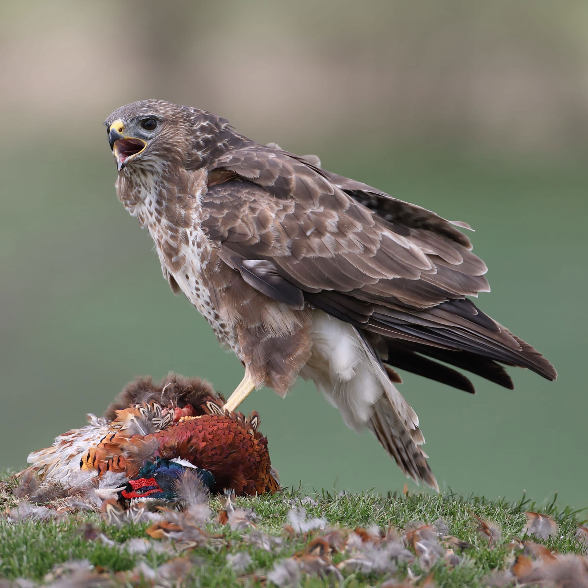 Buzzard