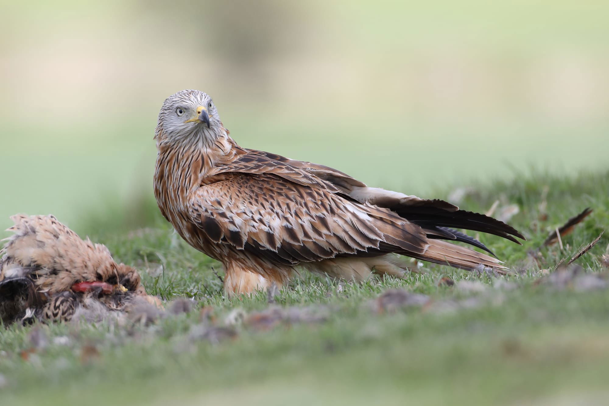 Red Kite