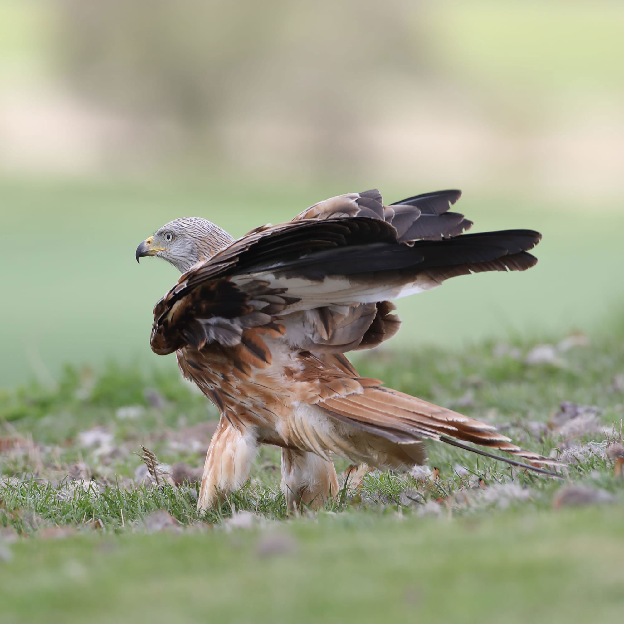 Red Kite