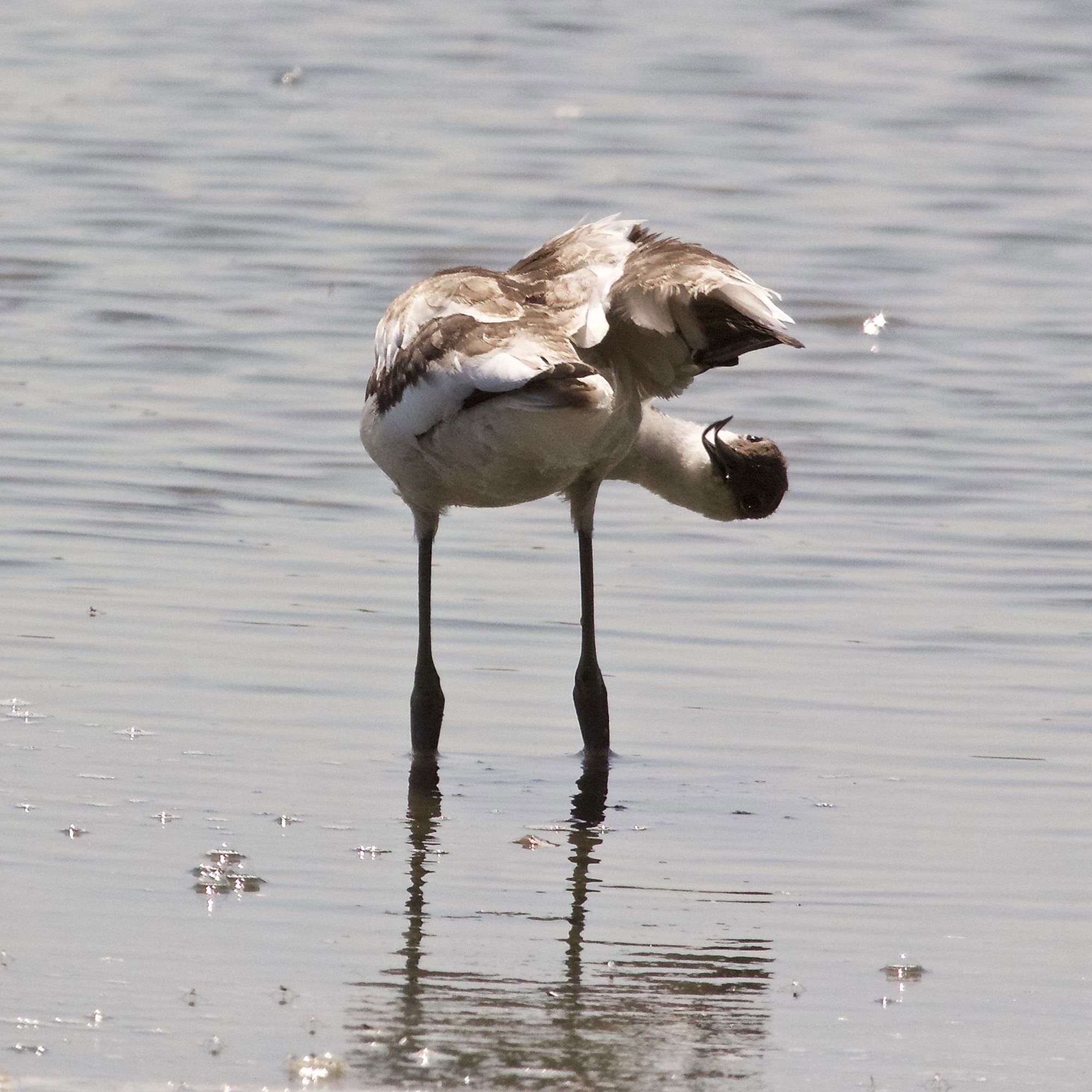 Avocet