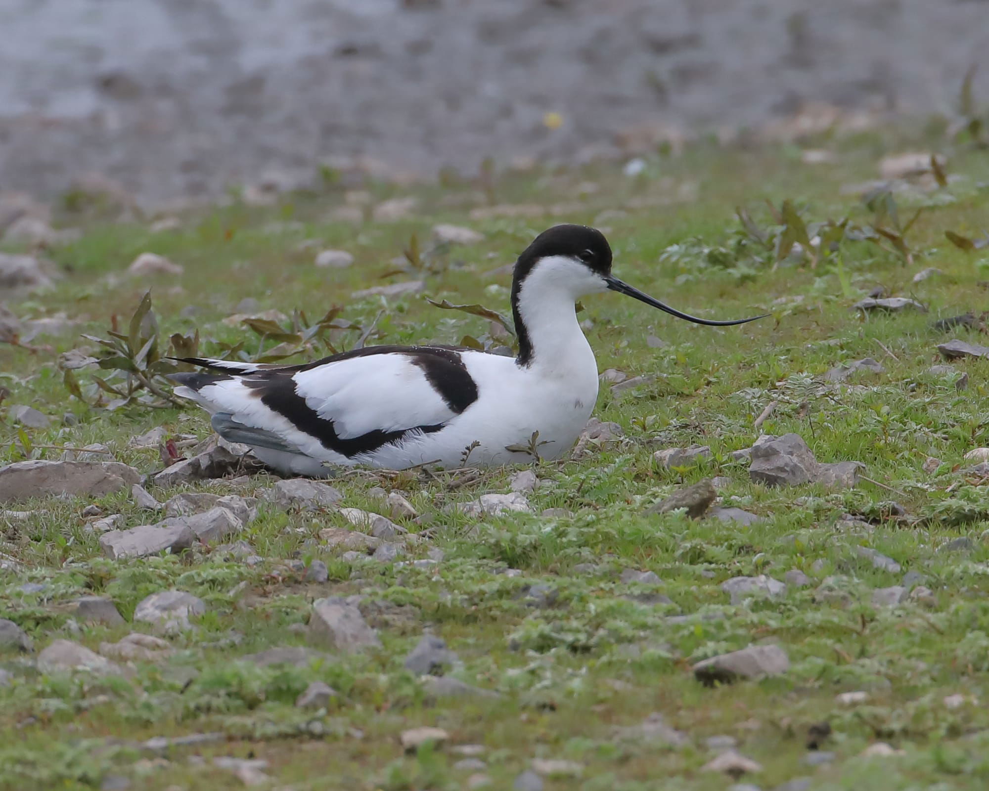 Avocet