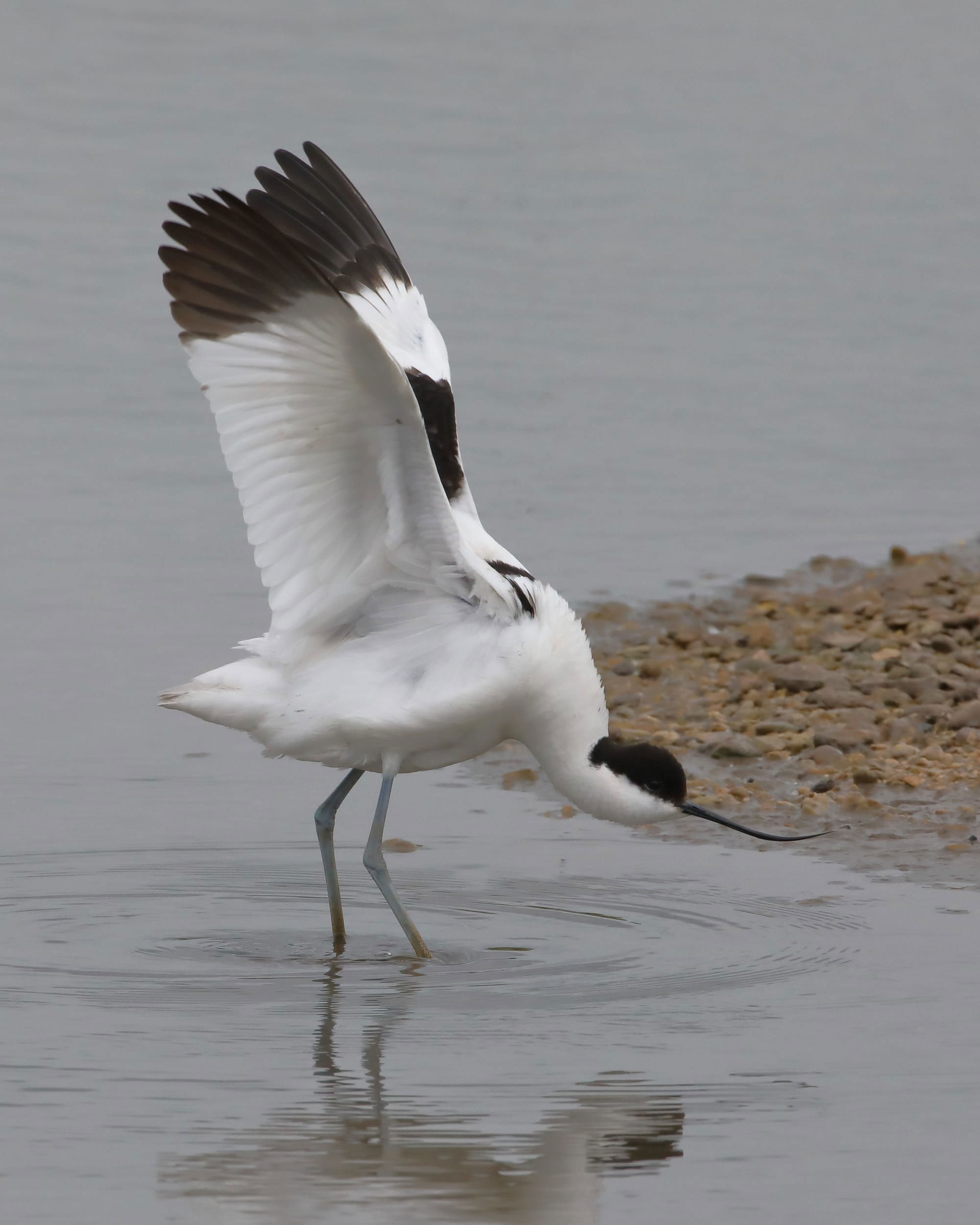 Avocet