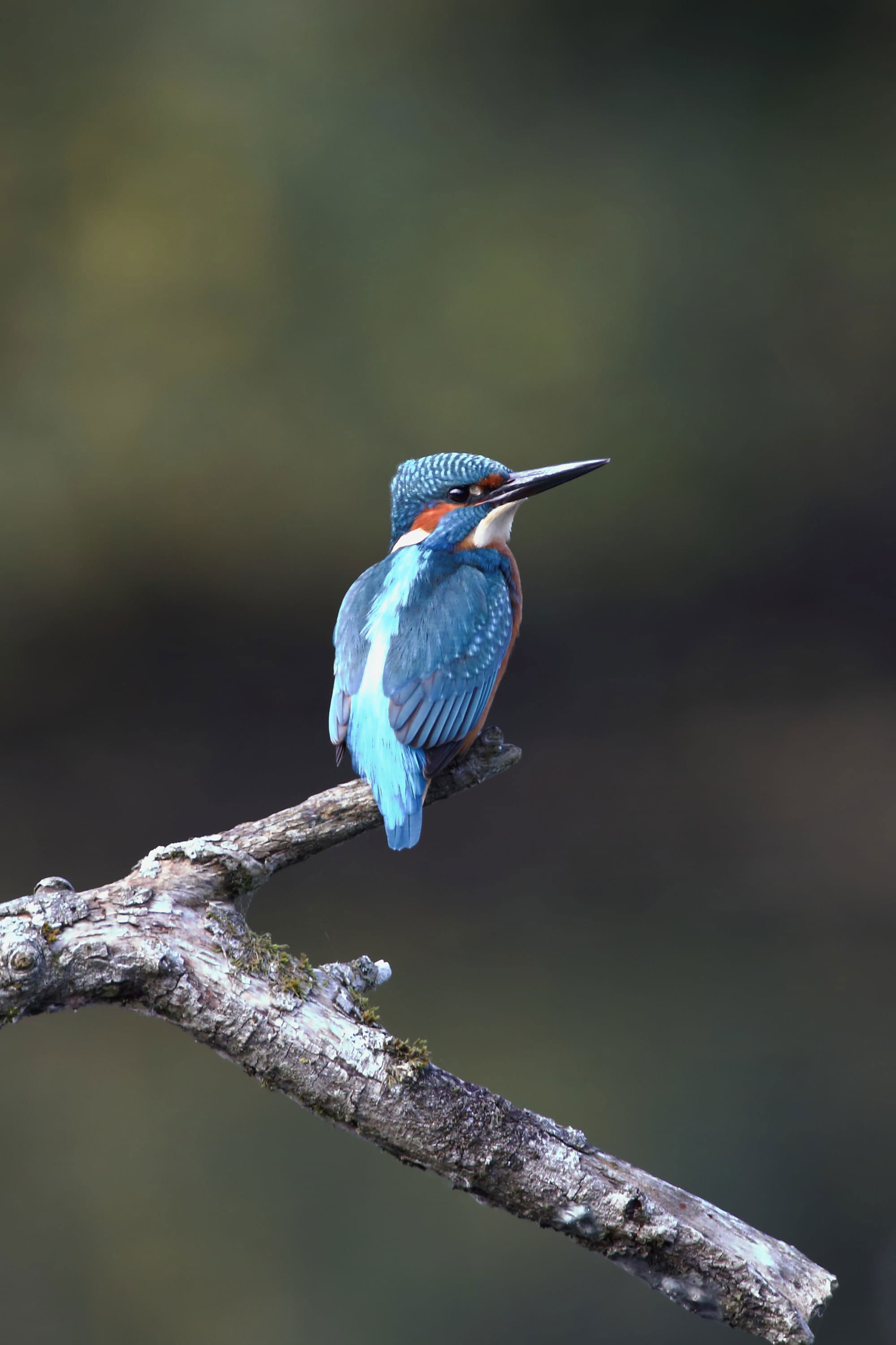 Kingfisher