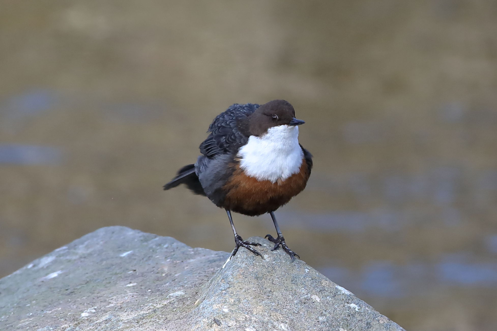 Dipper