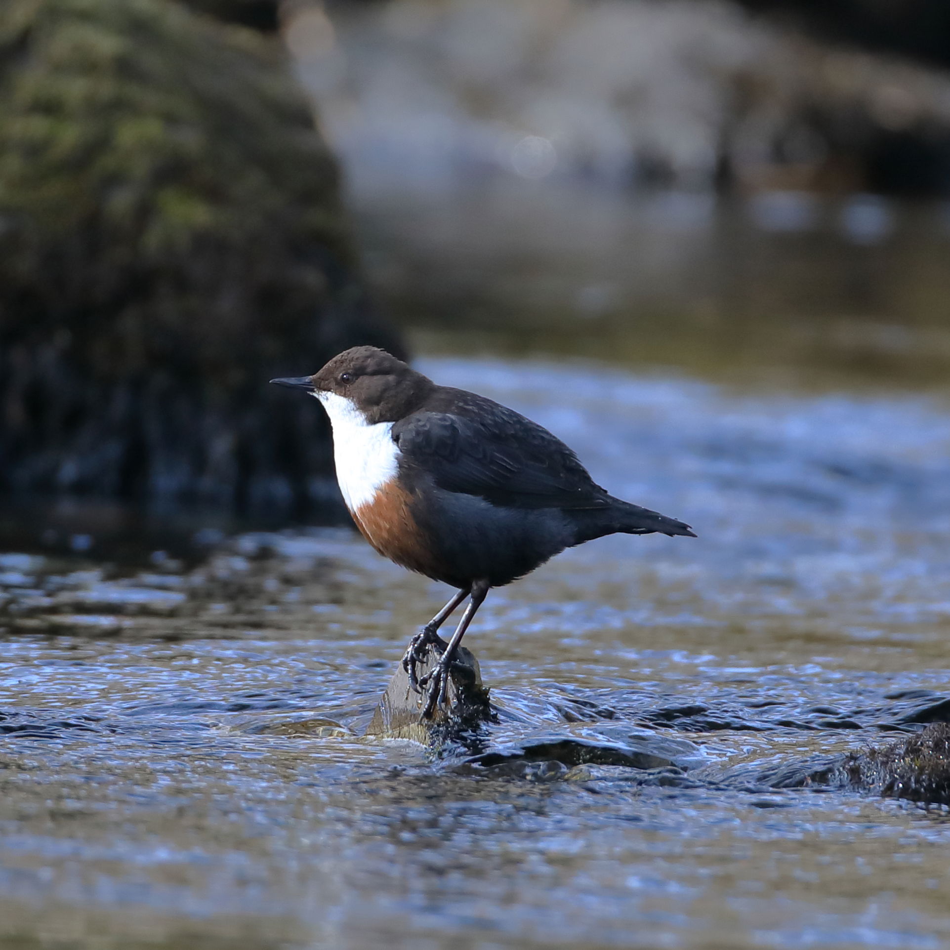 Dipper