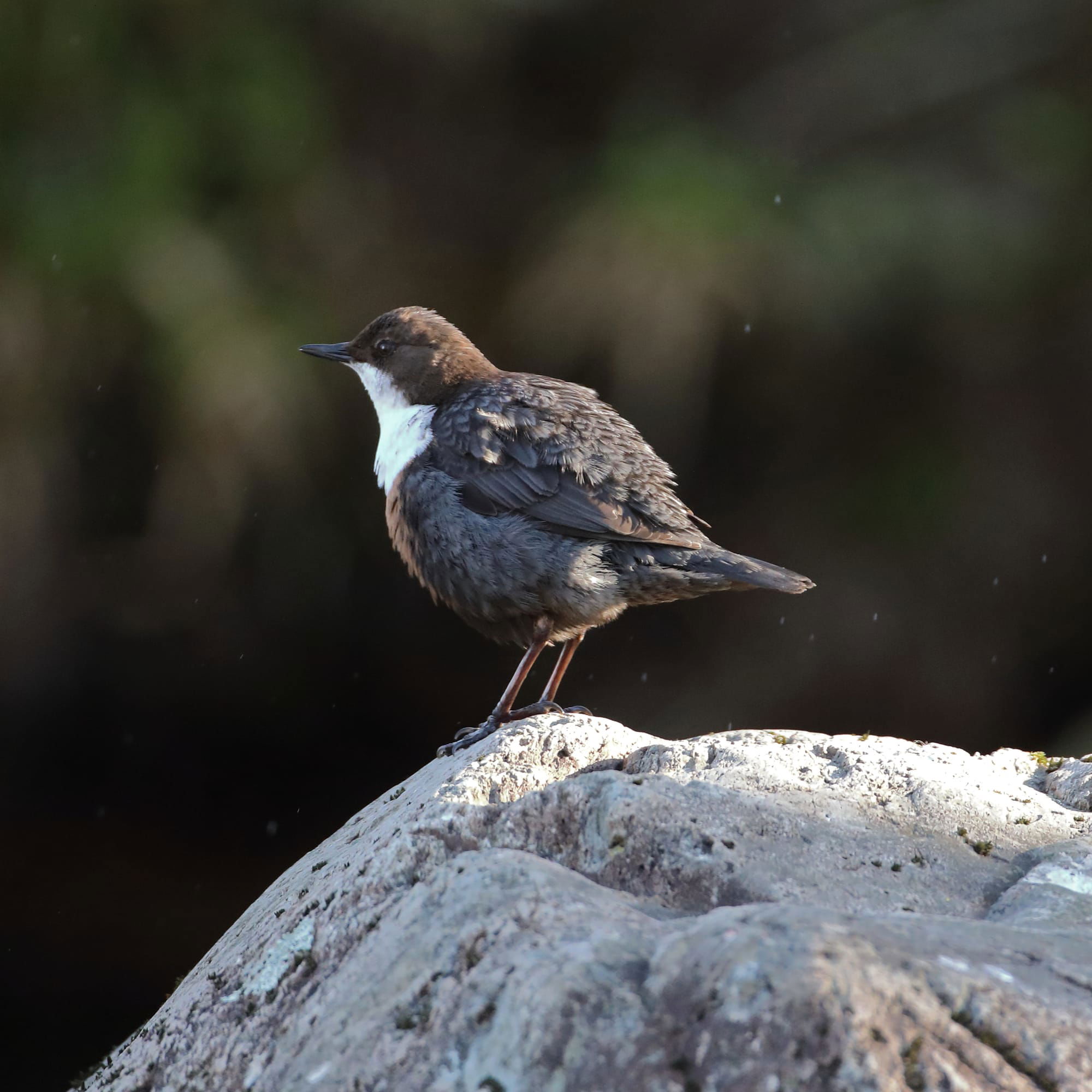 Dipper