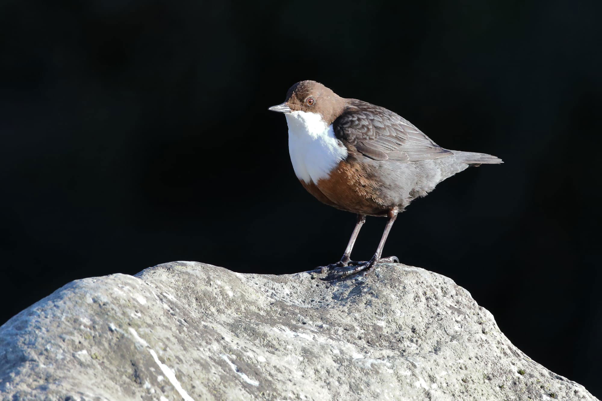 Dipper