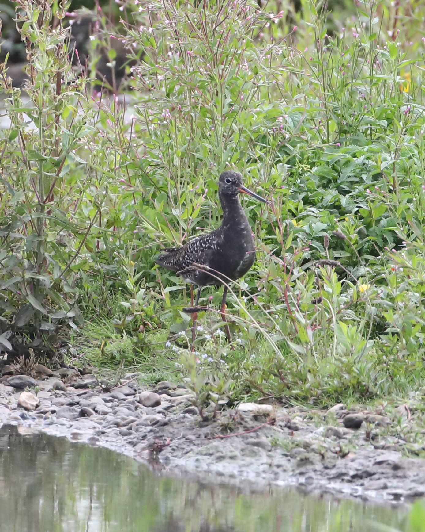 Spotted Redshank