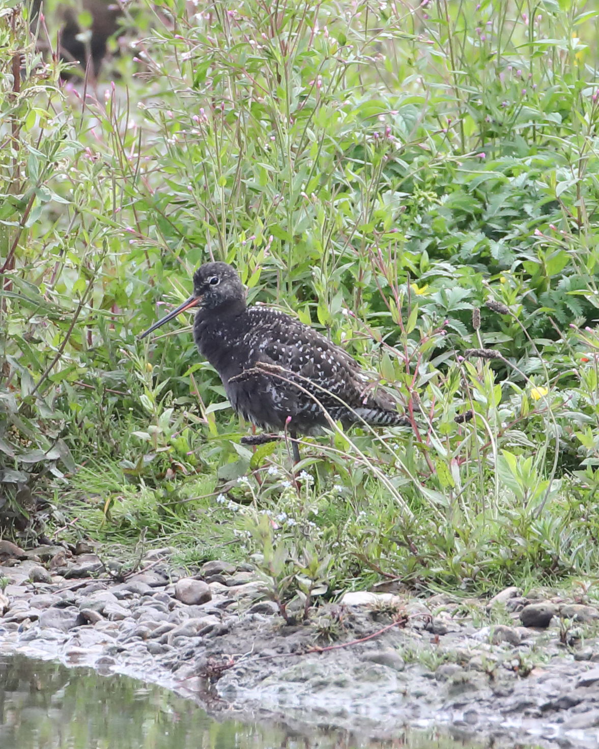 Spotted Redshank