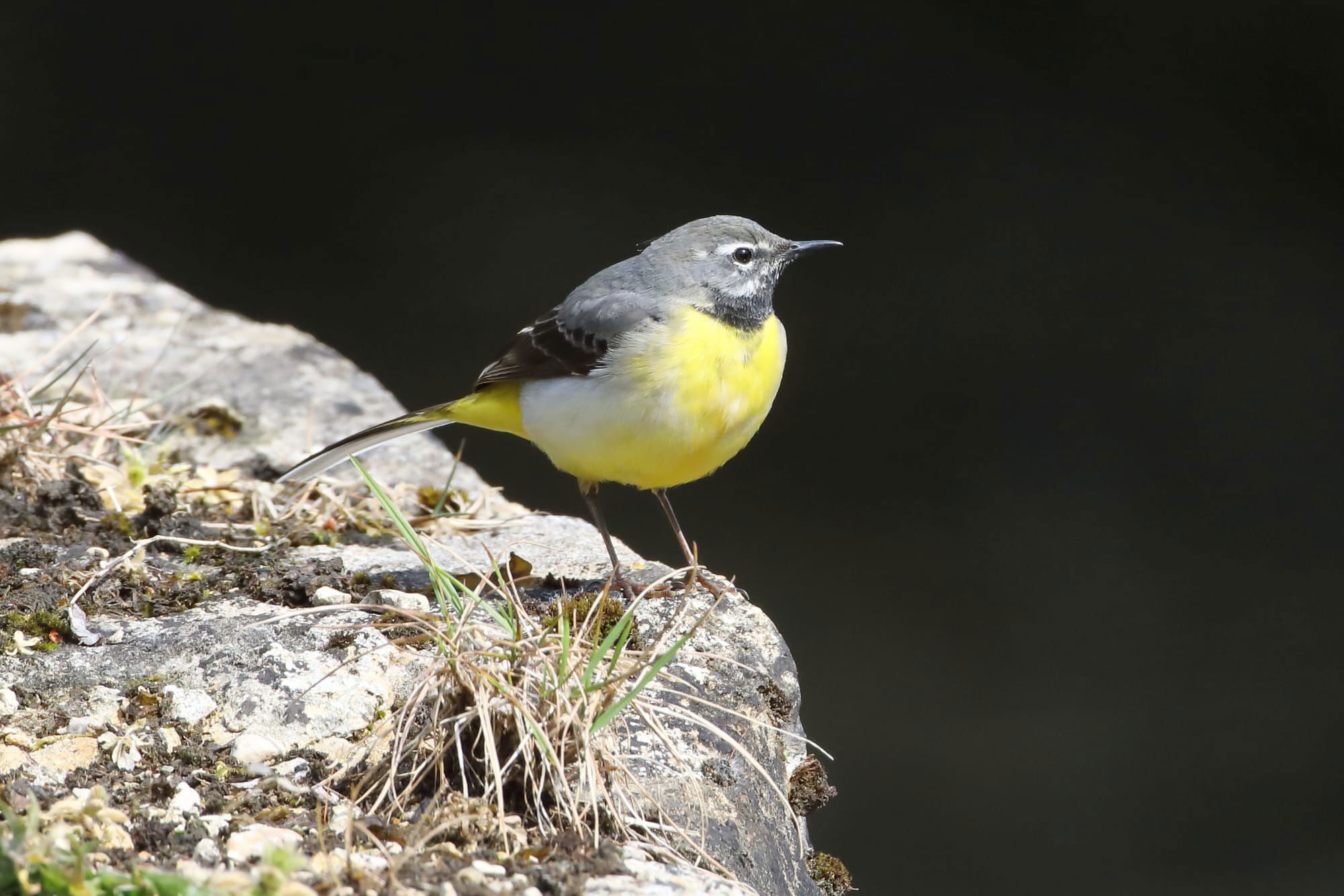 Grey Wagtail