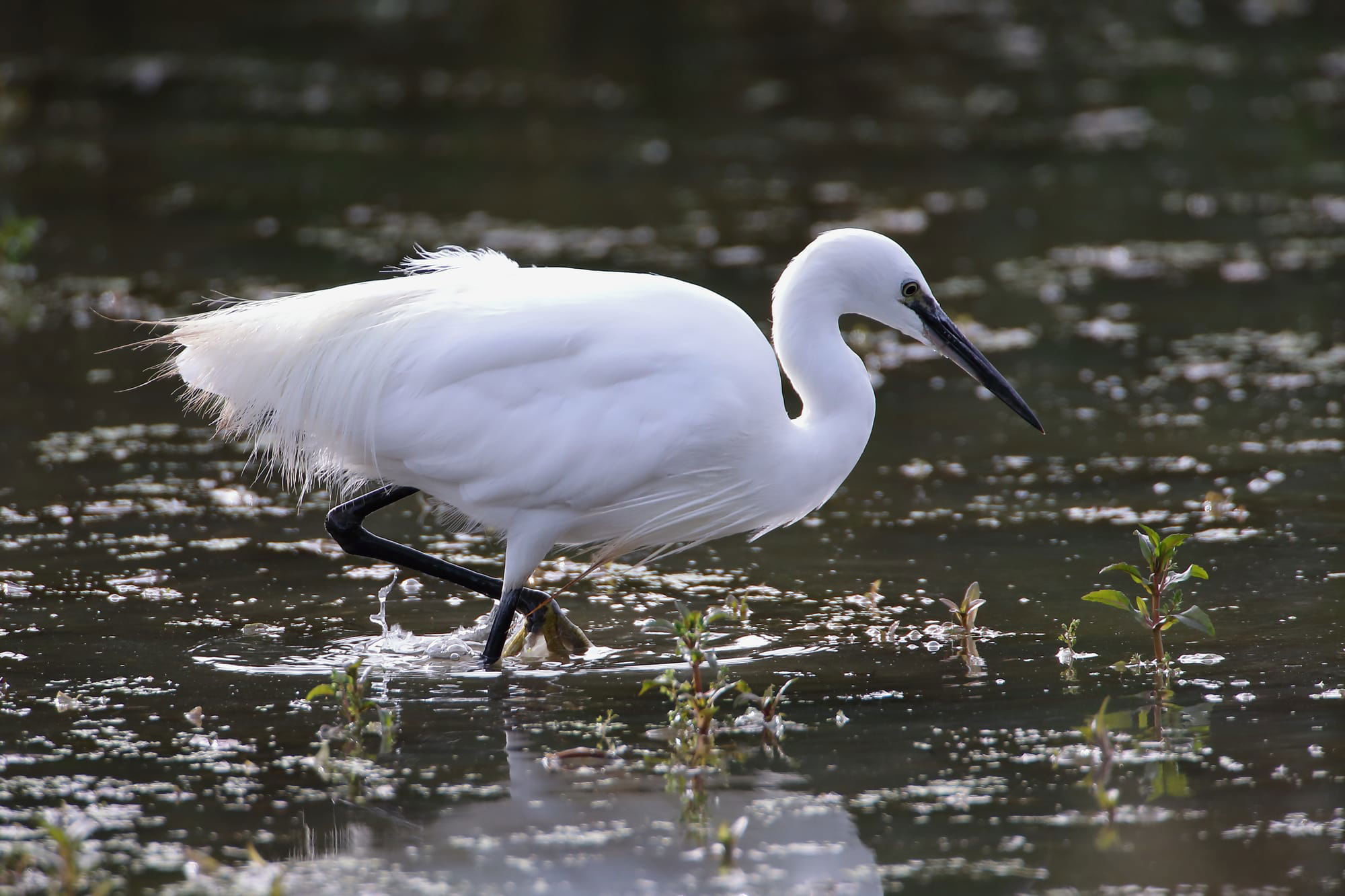 Little Egret