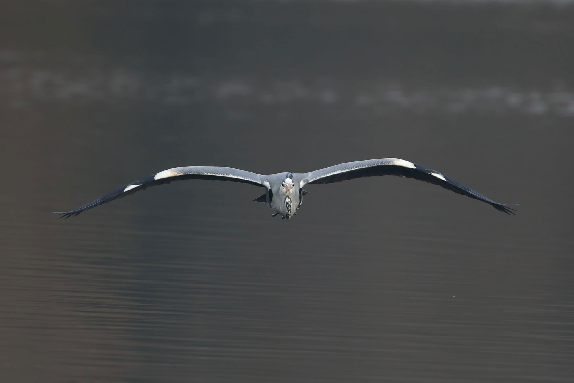 Grey Heron