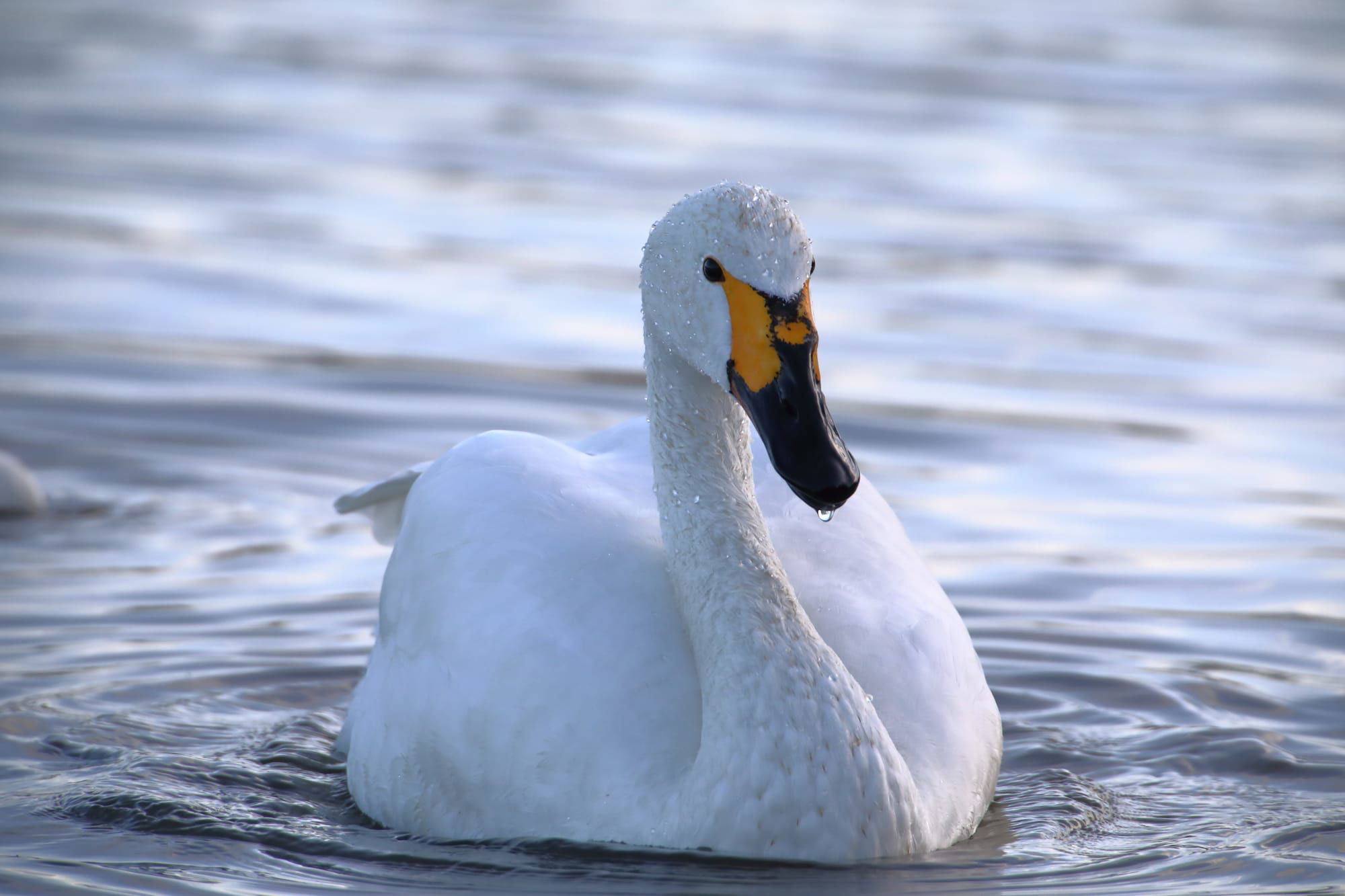 Bewick's Swan