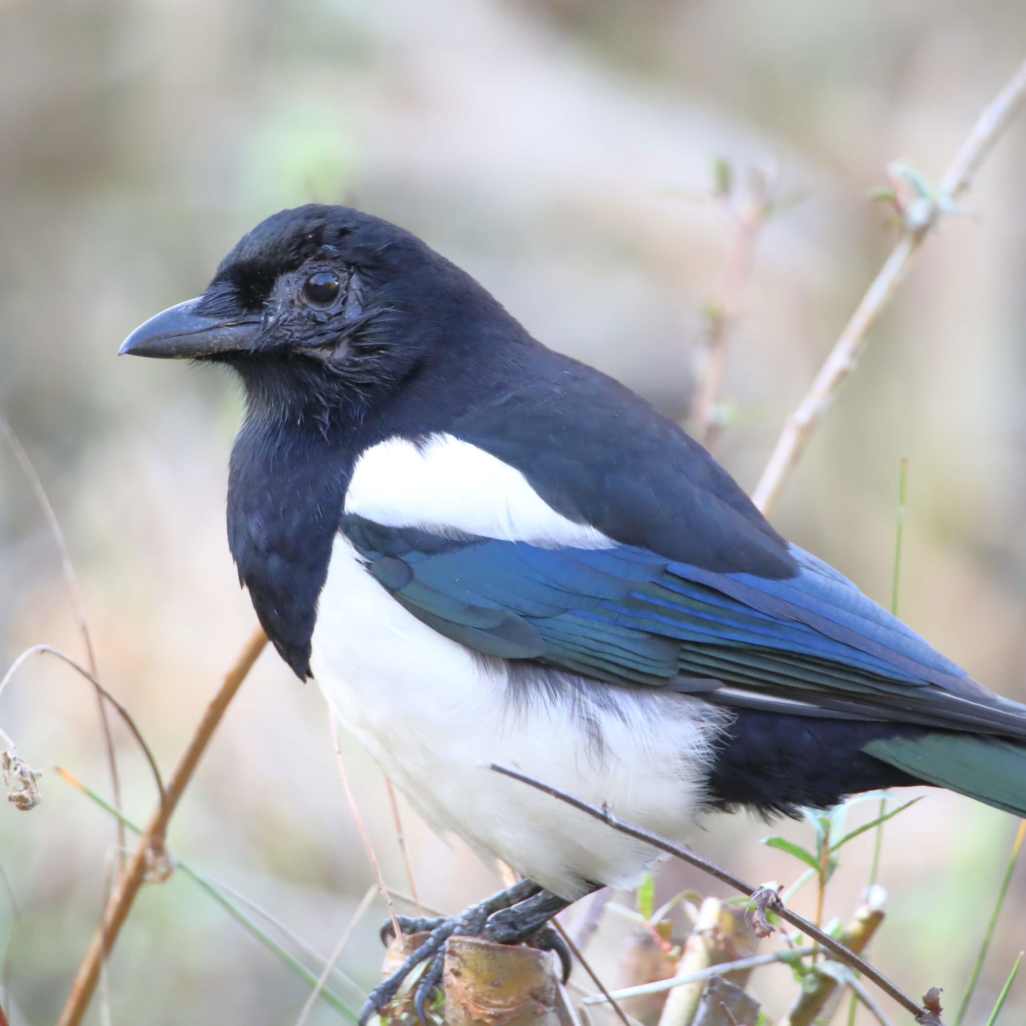 Magpie