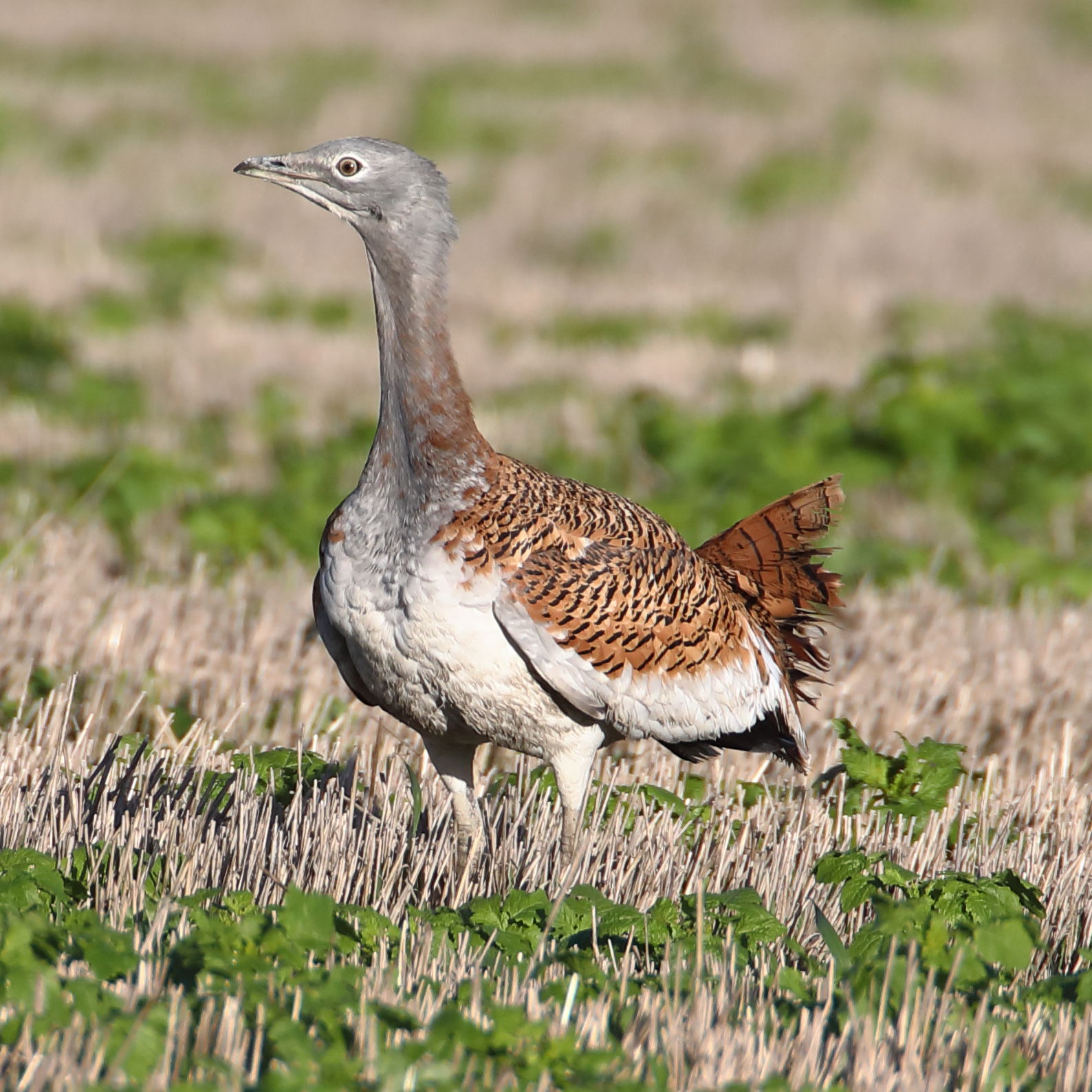 Great Bustard