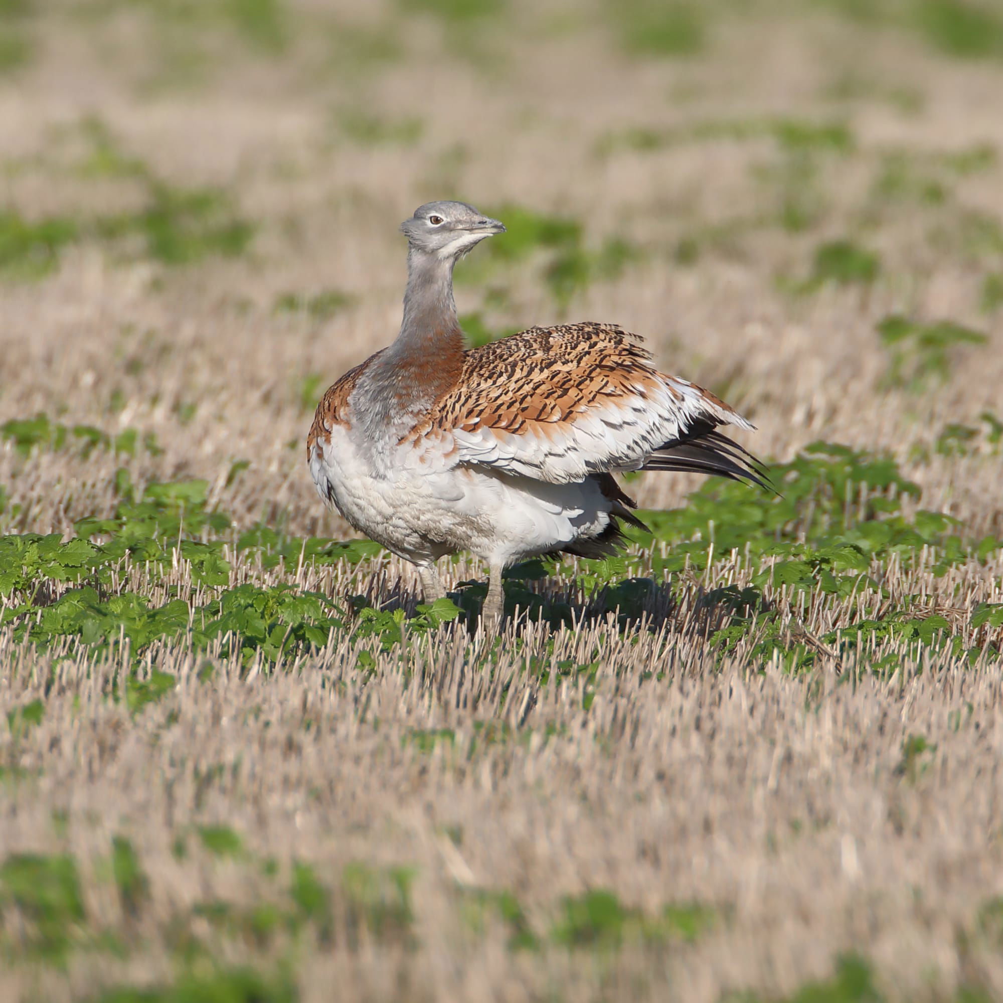 Great Bustard