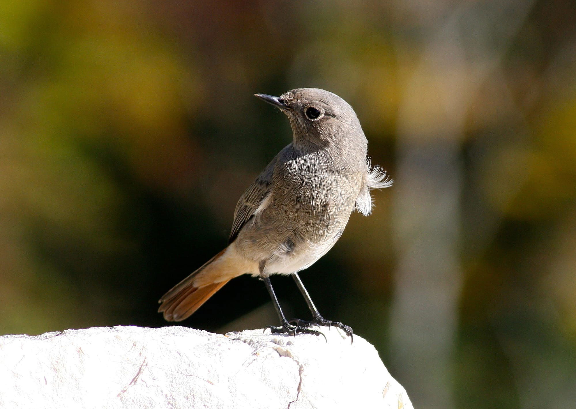 Black Redstart