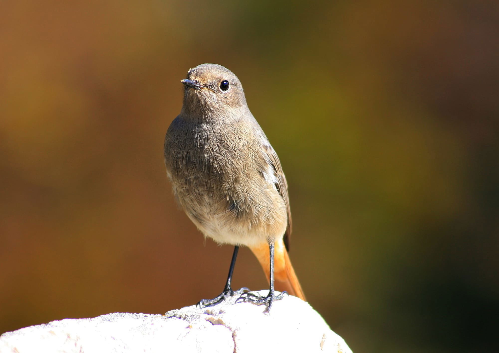 Black Redstart