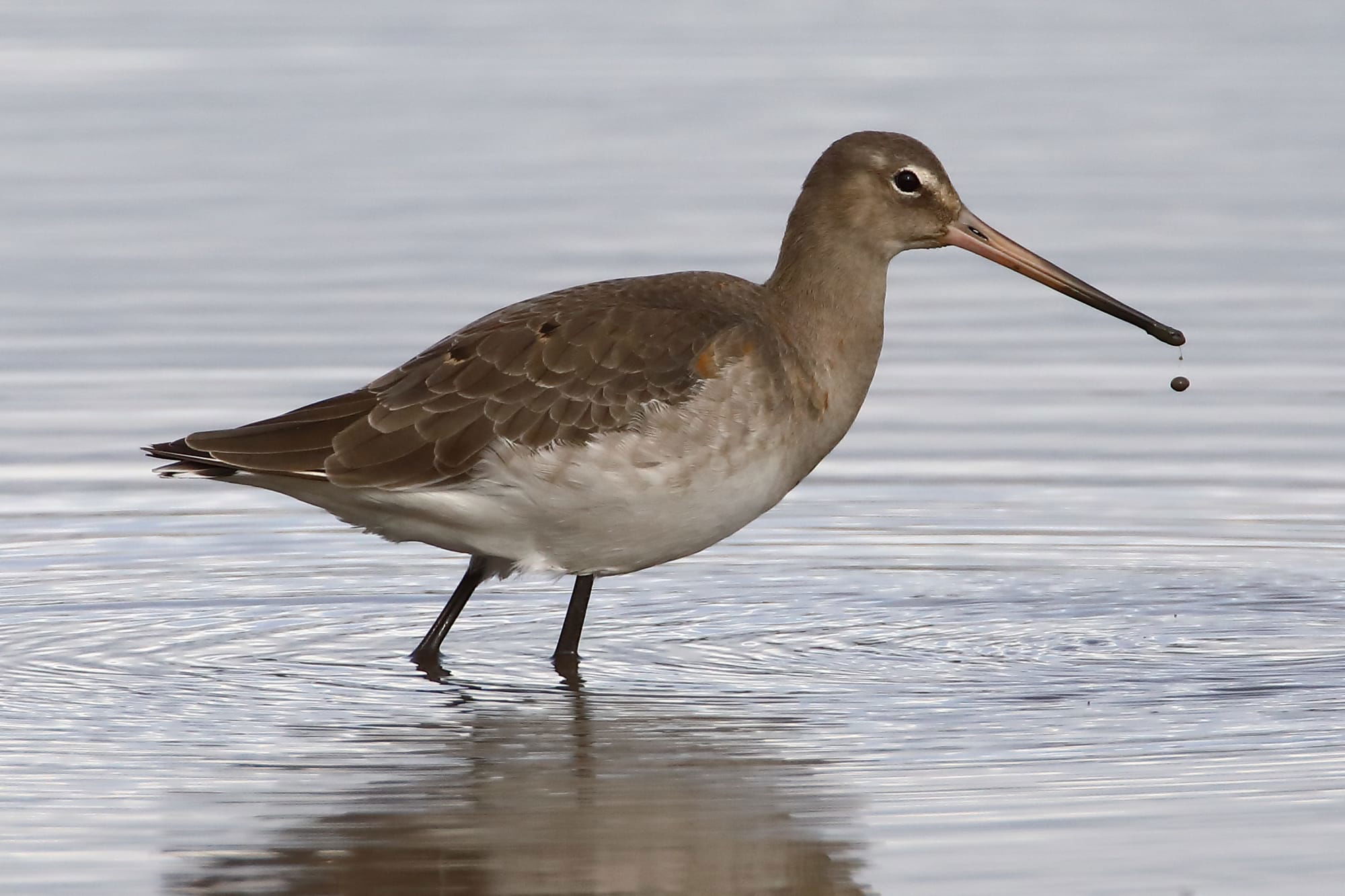 Black-tailed Godwit