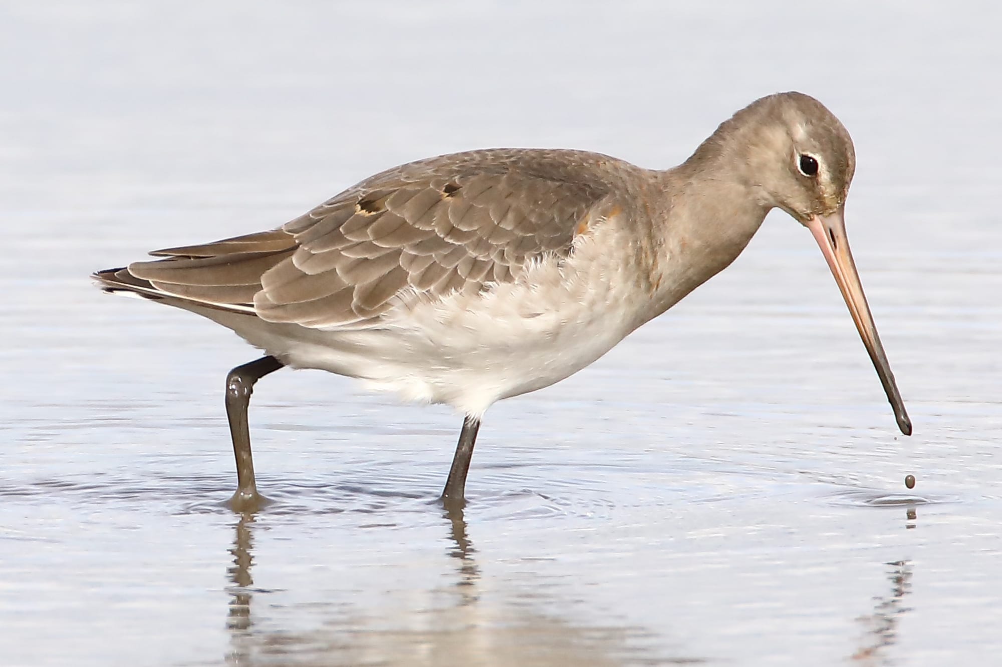 Black-tailed Godwit