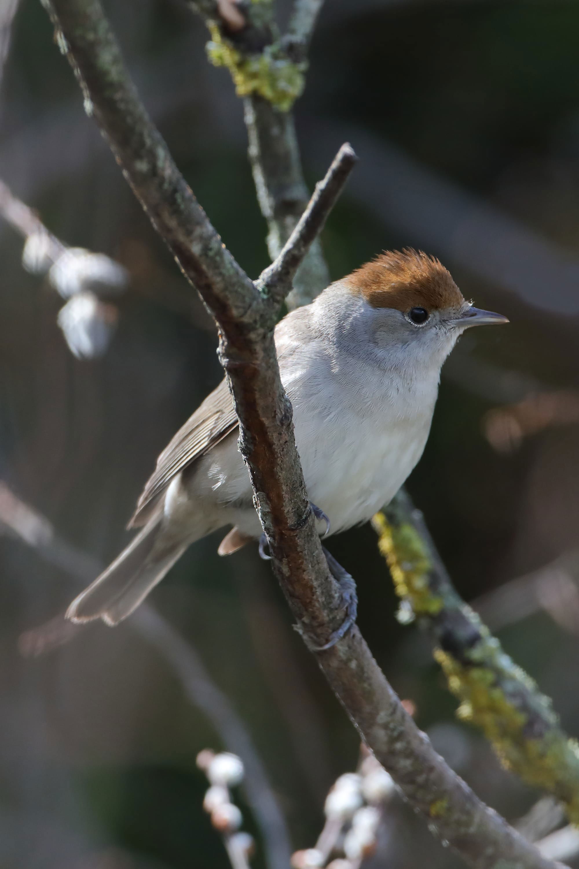 Blackcap