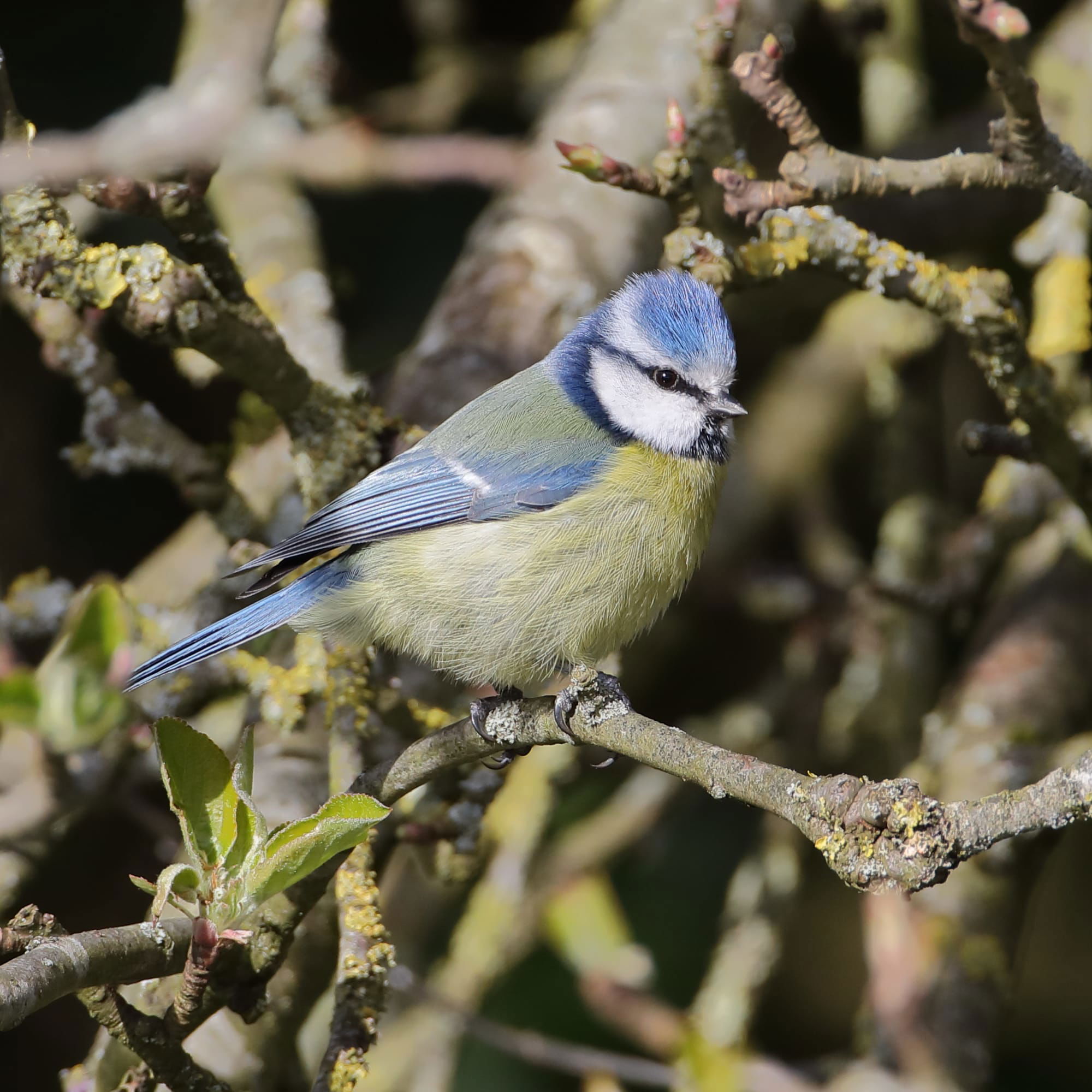 Blue Tit