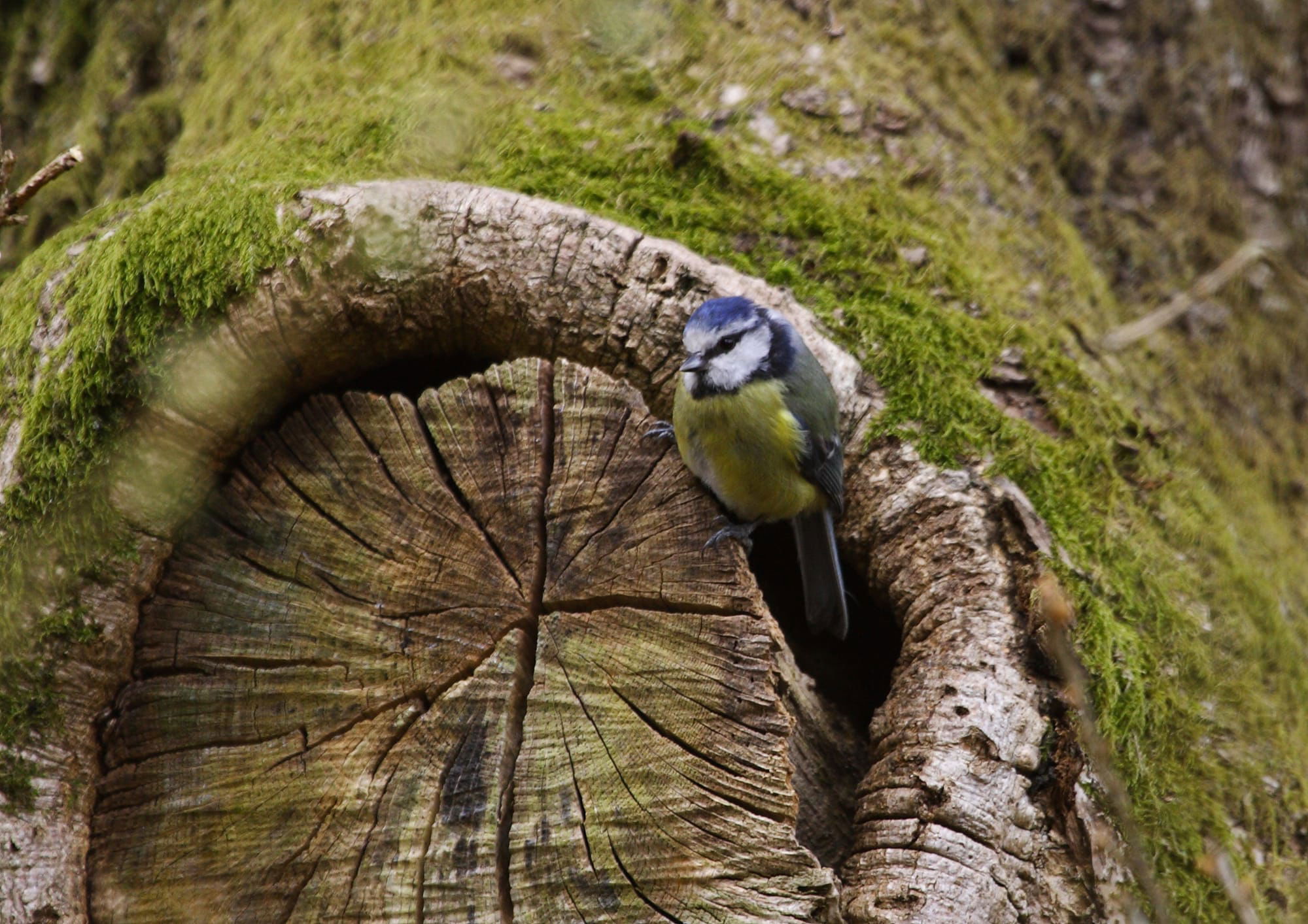 Blue Tit