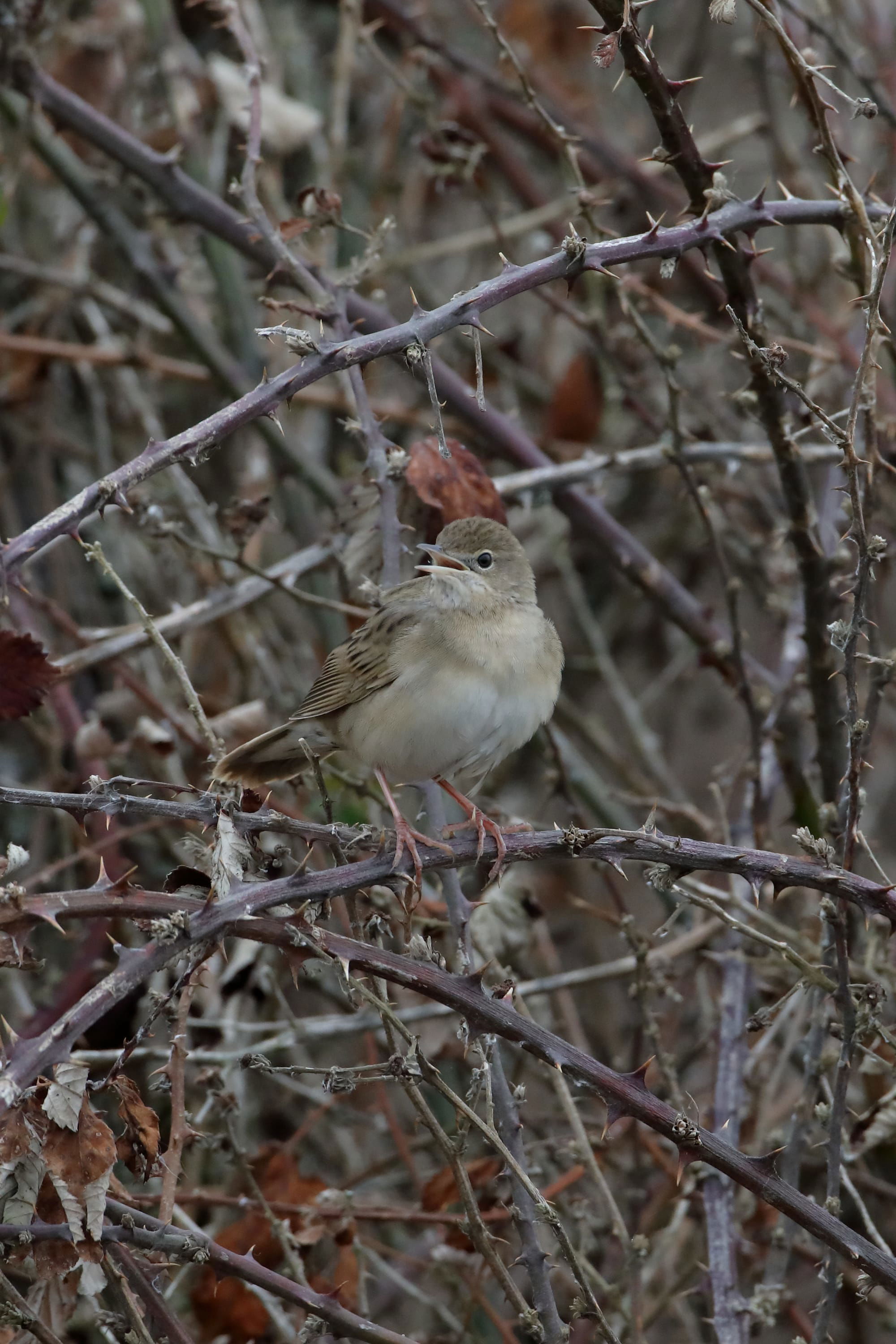 Grasshopper Warbler