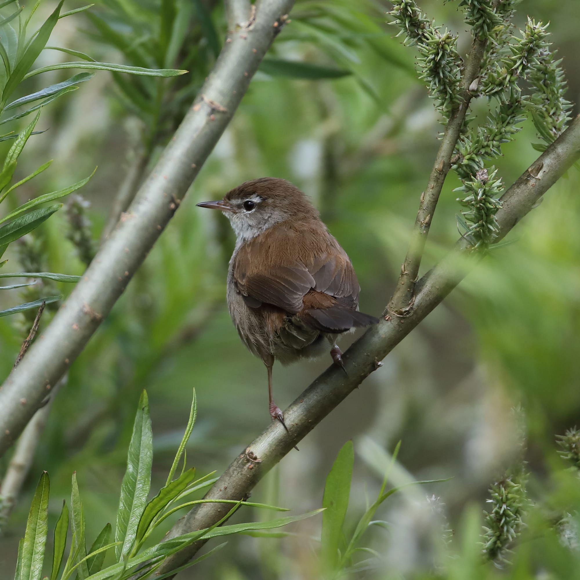 Cetti's Warbler